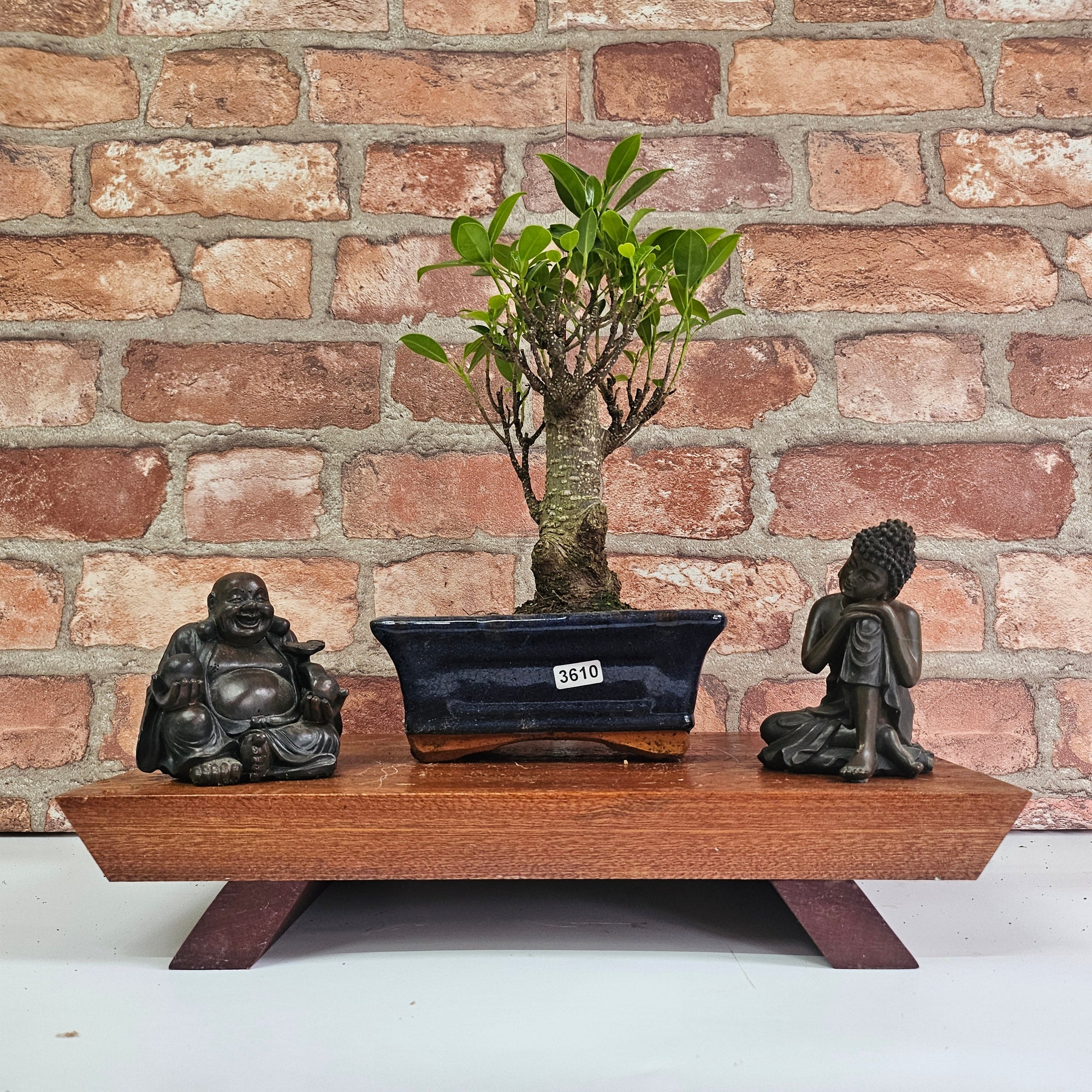 Ficus Microcarpa (Banyan Fig) Indoor Bonsai Tree | Broom | In 15cm Pot  | S251969