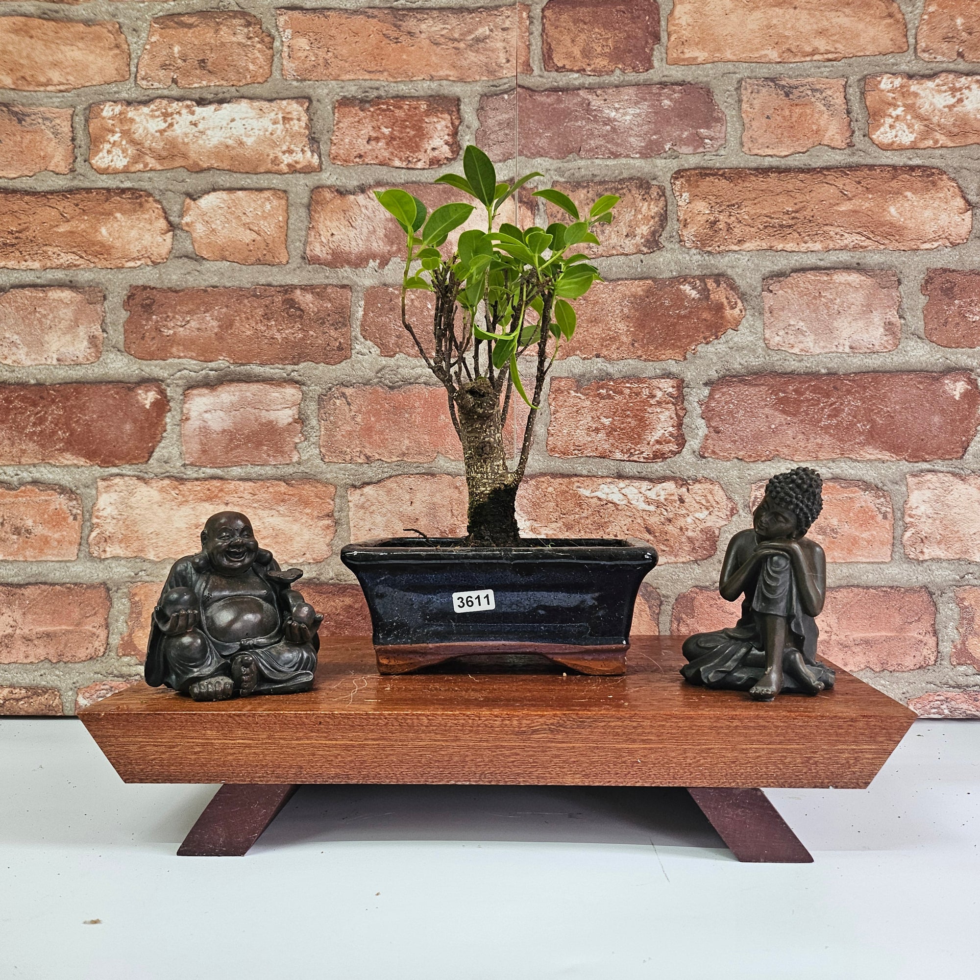 Ficus Microcarpa (Banyan Fig) Indoor Bonsai Tree | Broom | In 15cm Pot  | S251969