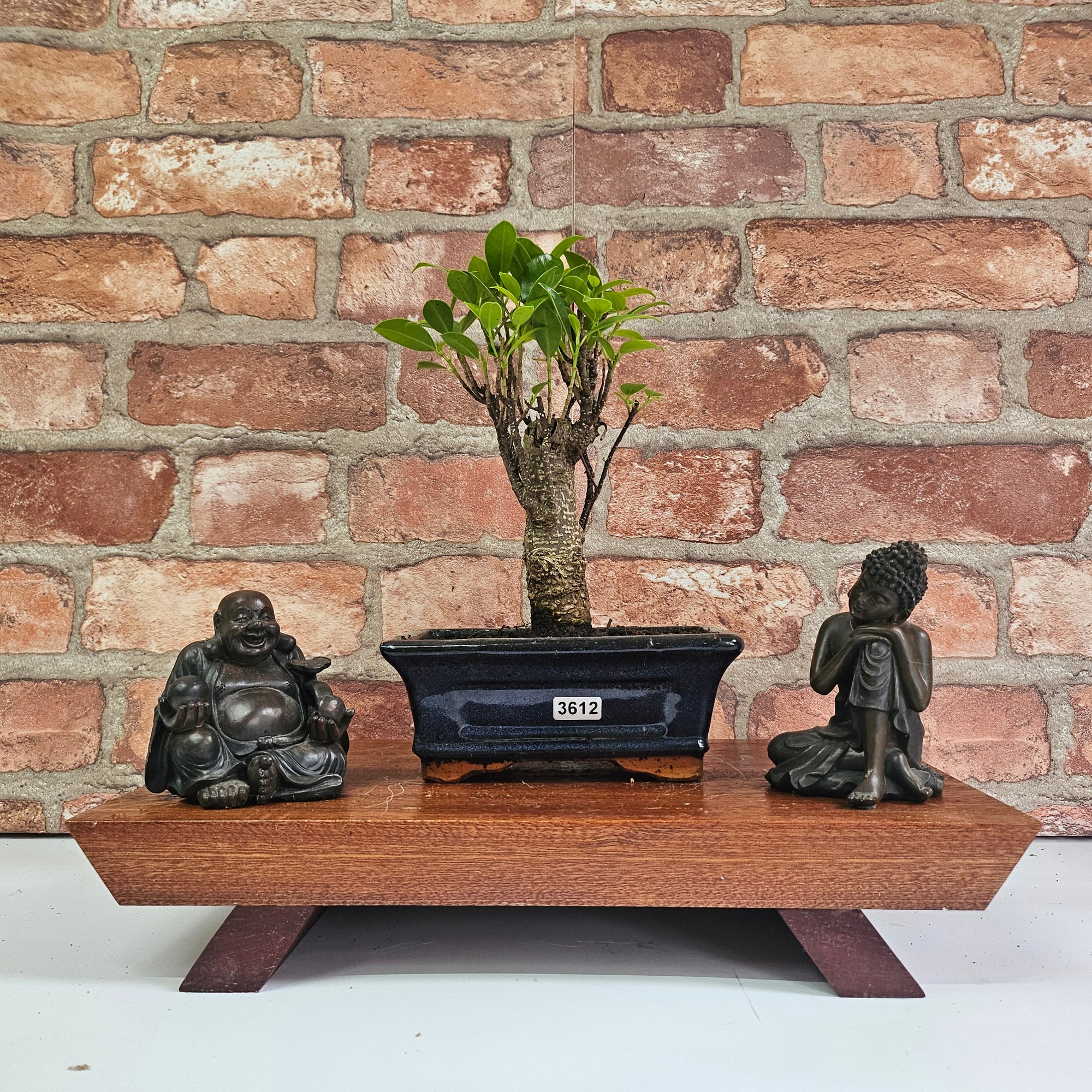 Ficus Microcarpa (Banyan Fig) Indoor Bonsai Tree | Broom | In 15cm Pot  | S251969