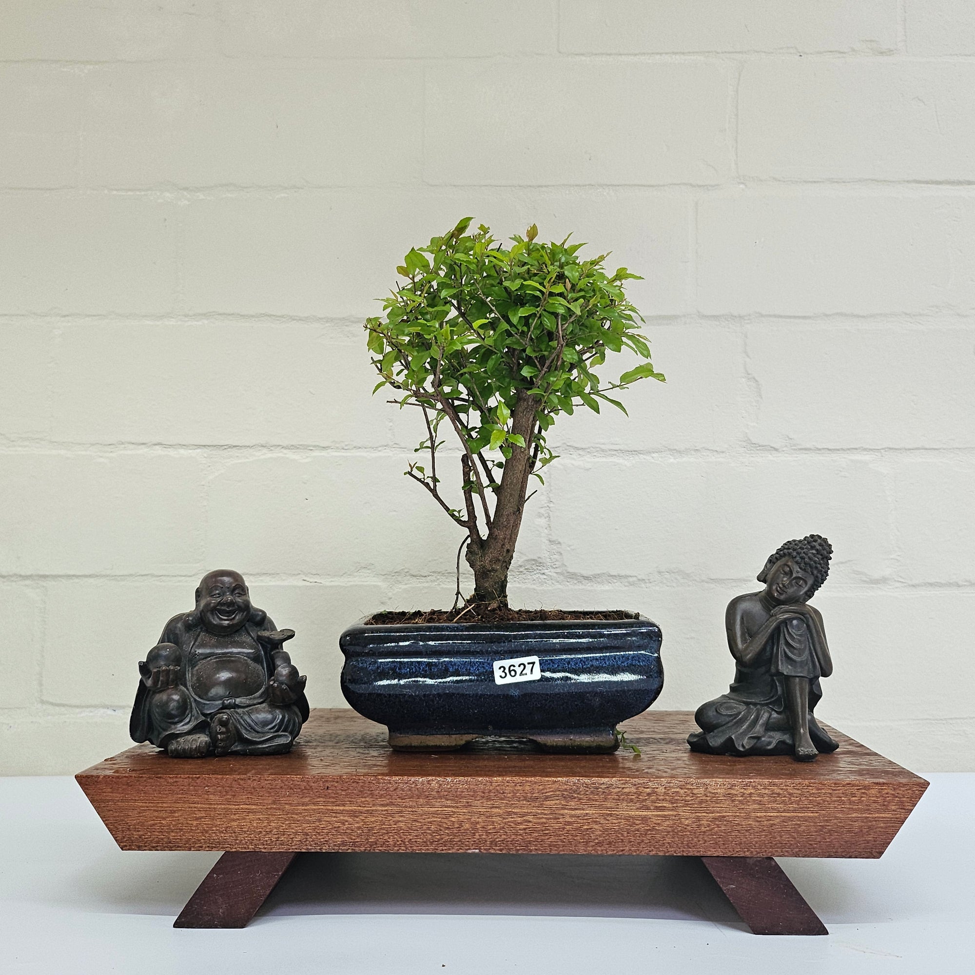 Bird Plum (Sageretia) Bonsai Tree | Broom | In 15cm Pot  | S251964