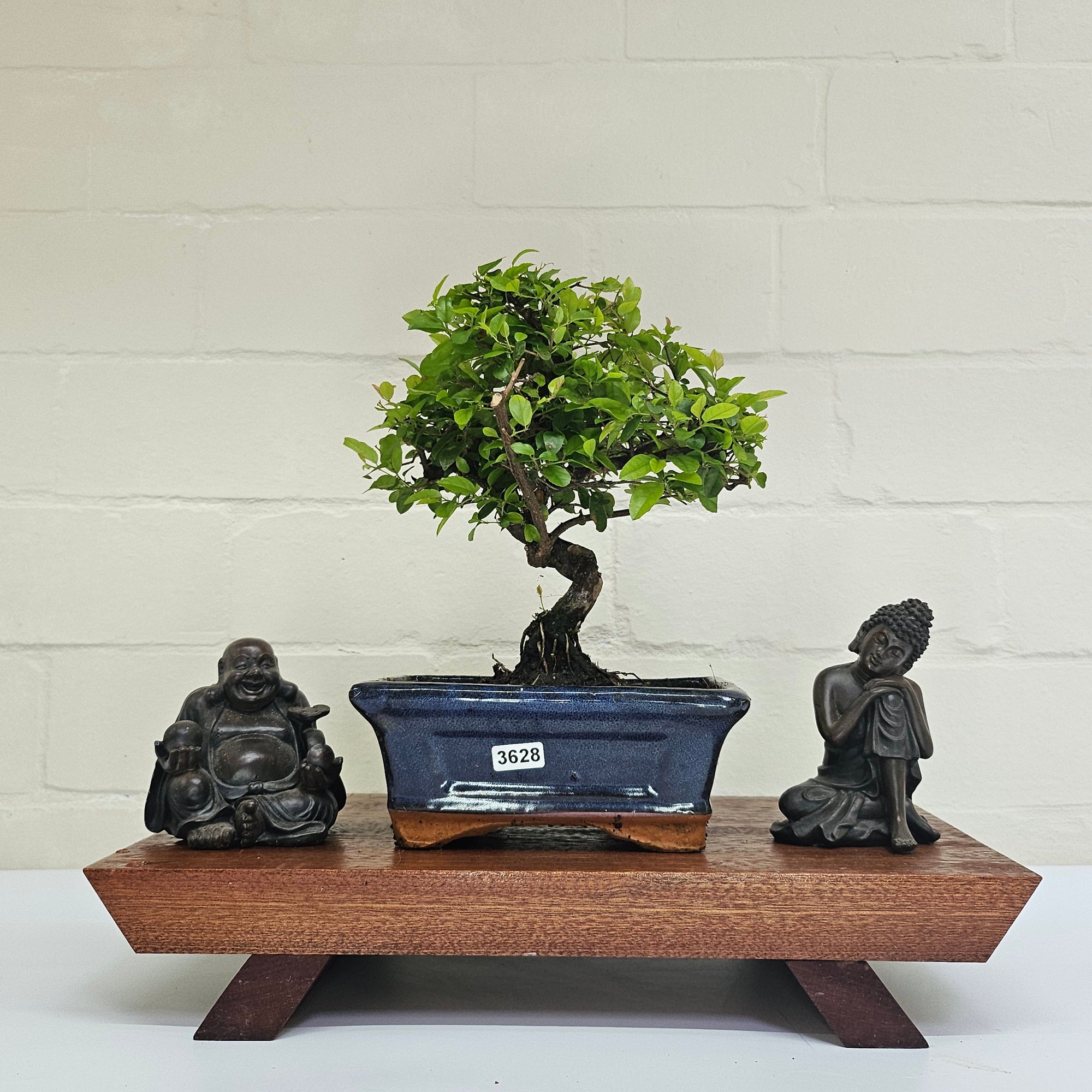 Bird Plum (Sageretia) Bonsai Tree | Broom | In 15cm Pot  | S251964