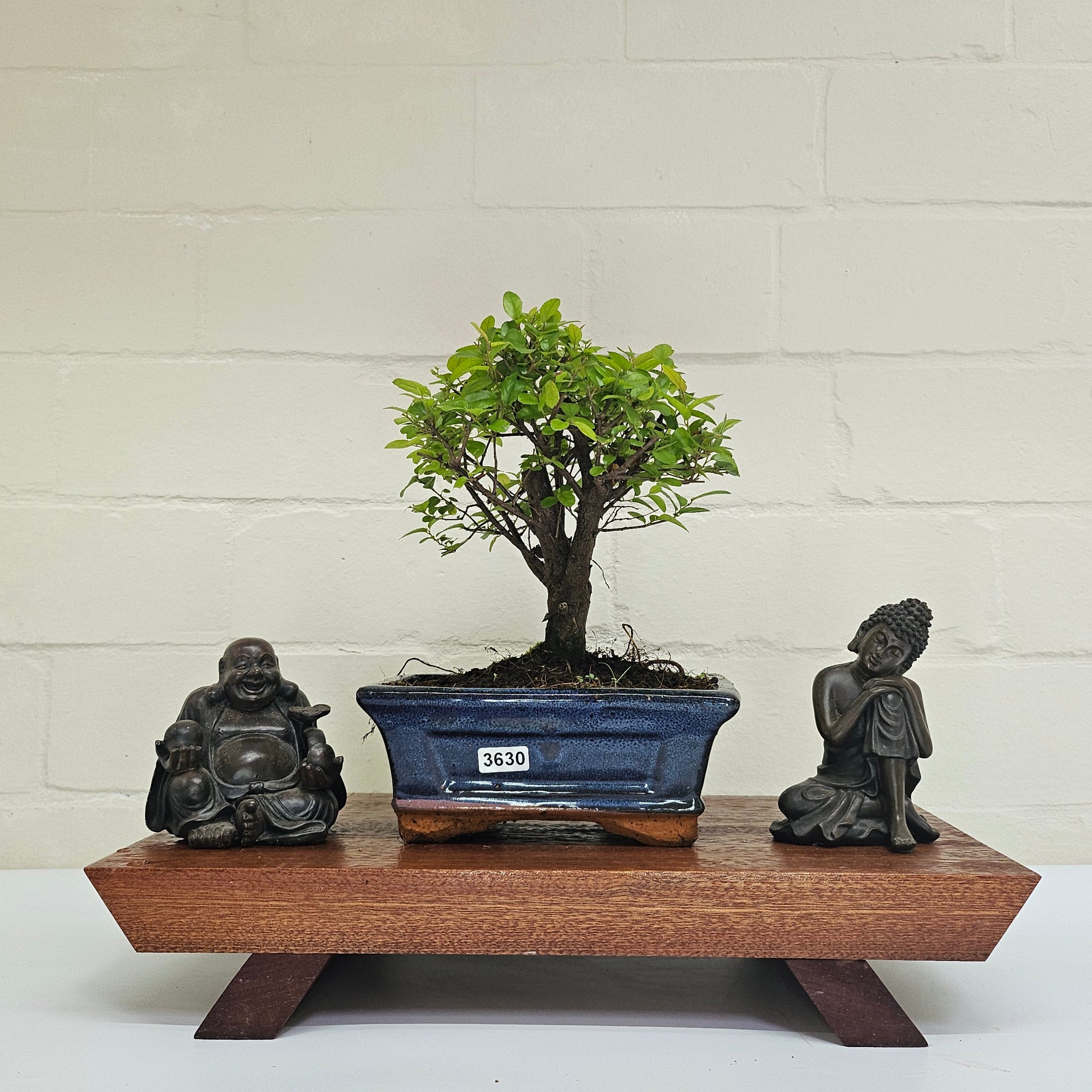 Bird Plum (Sageretia) Bonsai Tree | Broom | In 15cm Pot  | S251964
