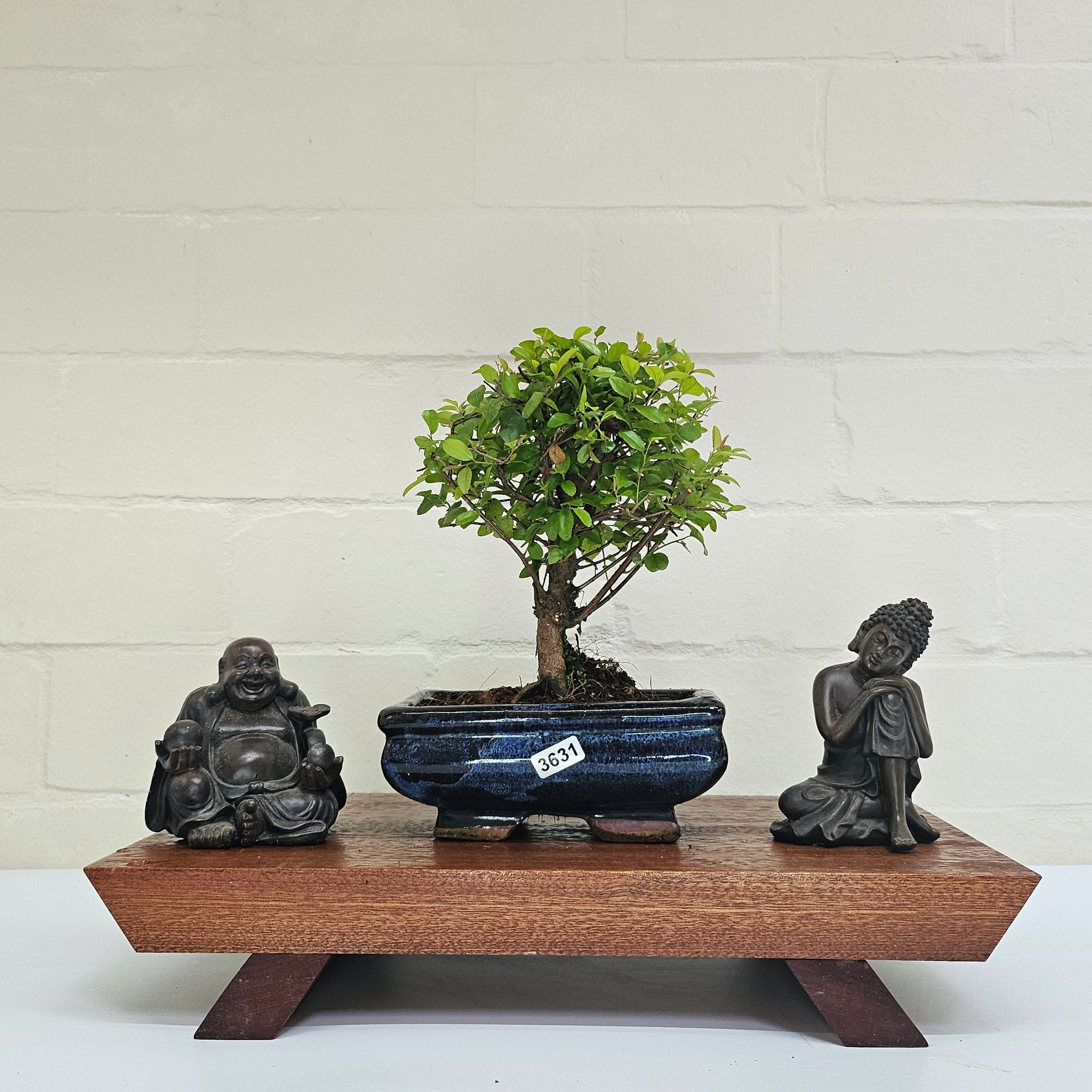 Bird Plum (Sageretia) Bonsai Tree | Broom | In 15cm Pot  | S251964