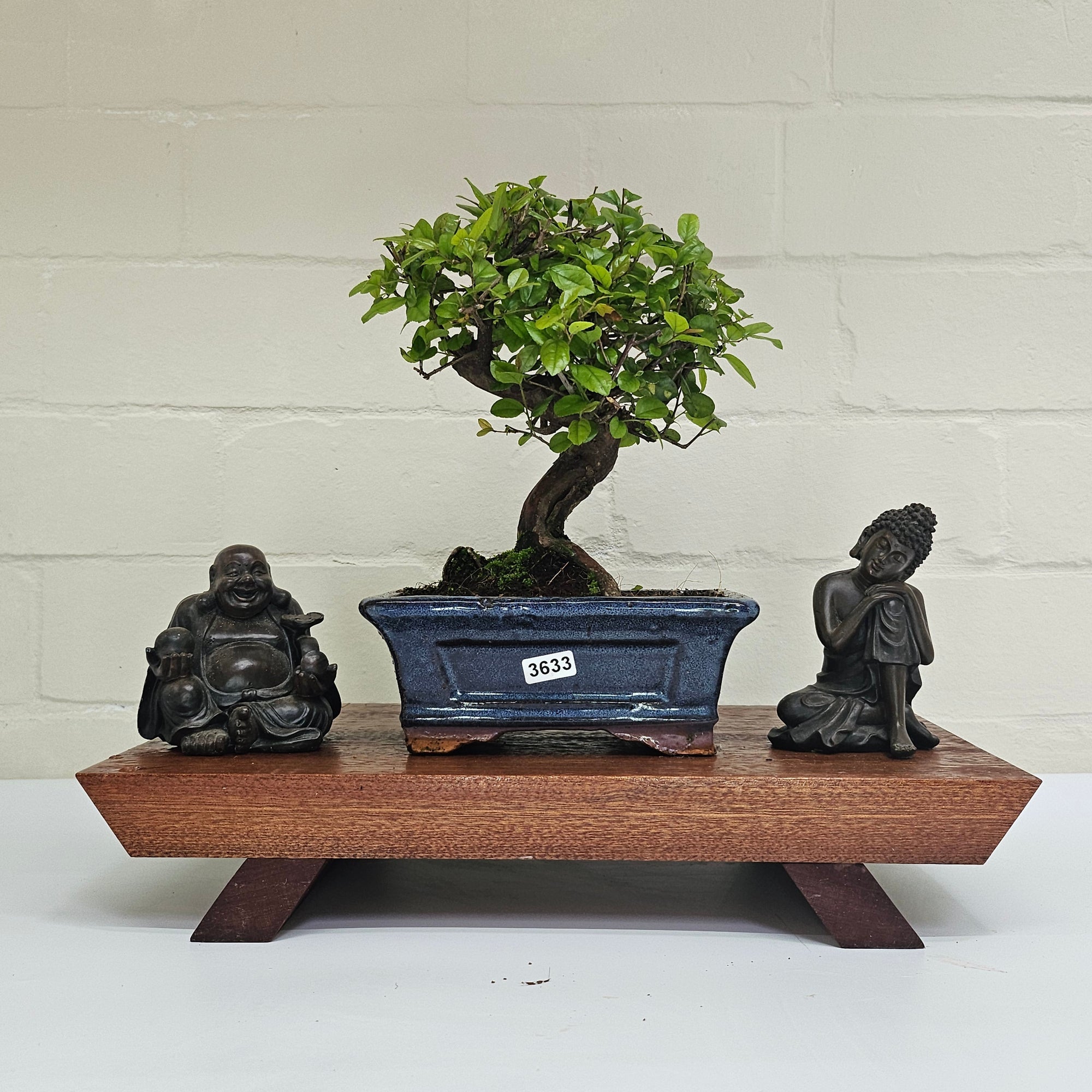 Bird Plum (Sageretia) Bonsai Tree | Broom | In 15cm Pot  | S251964