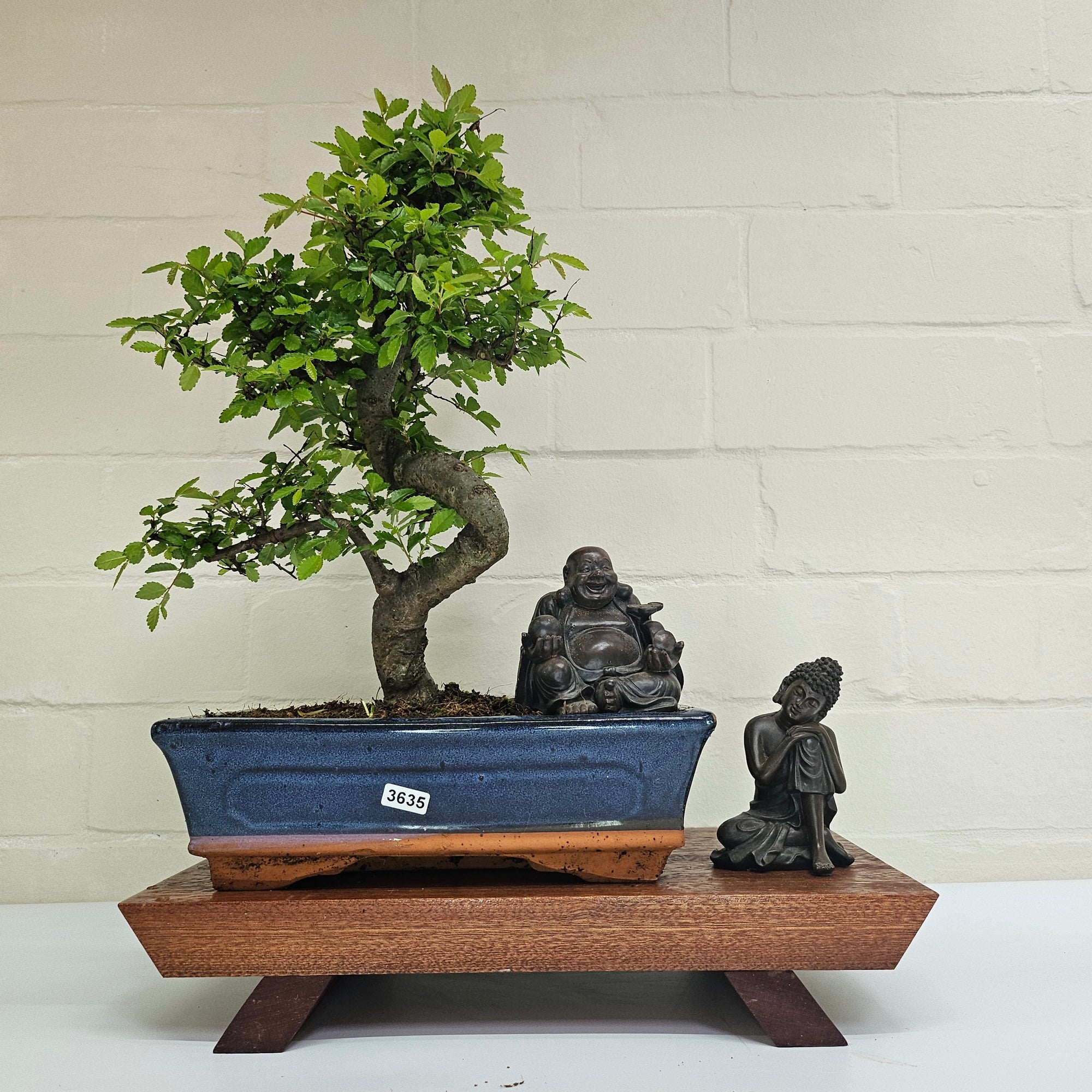 Chinese Elm (Ulmus Parvifolia) Bonsai Tree | Shaped | In 25cm Pot  | S251971