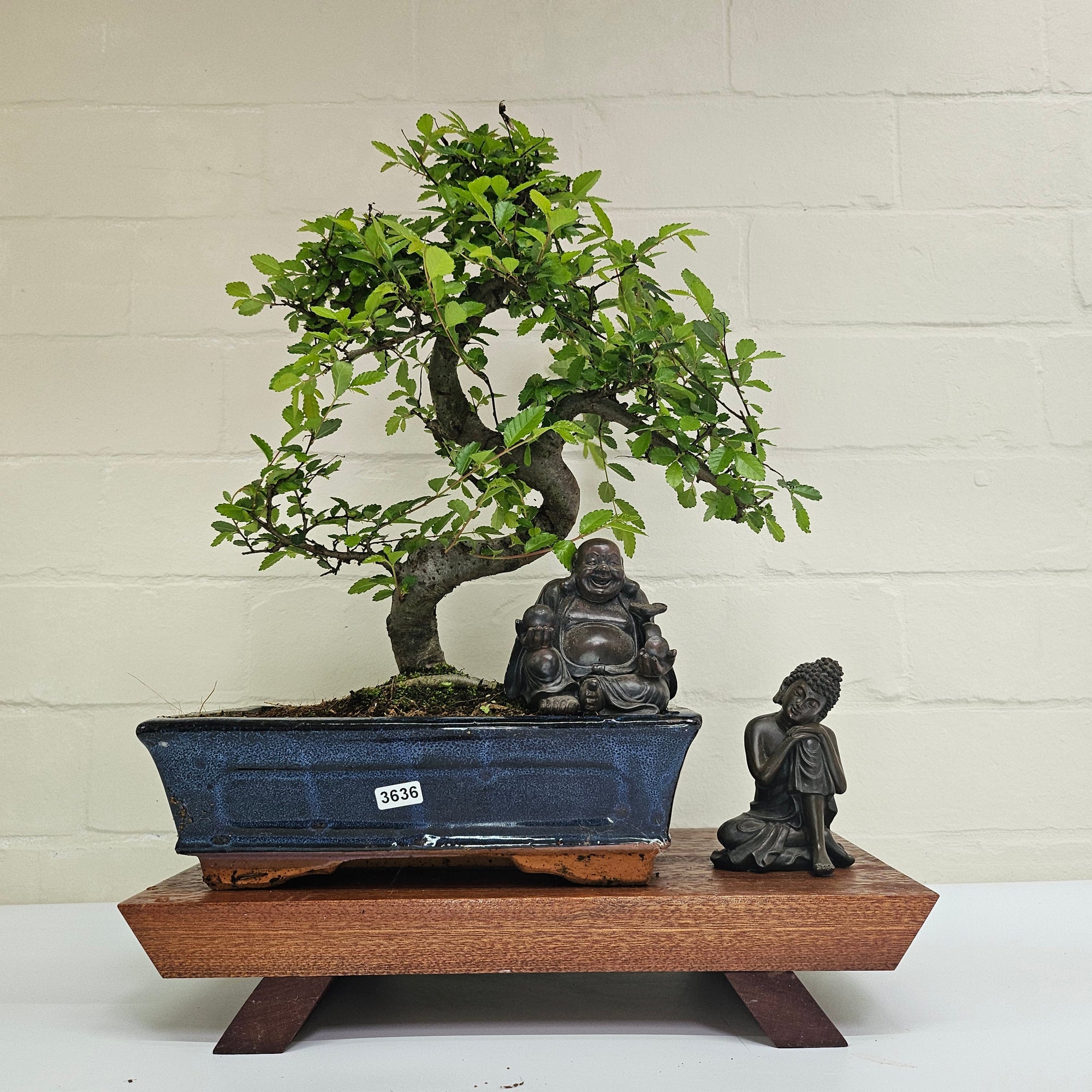 Chinese Elm (Ulmus Parvifolia) Bonsai Tree | Shaped | In 25cm Pot  | S251971