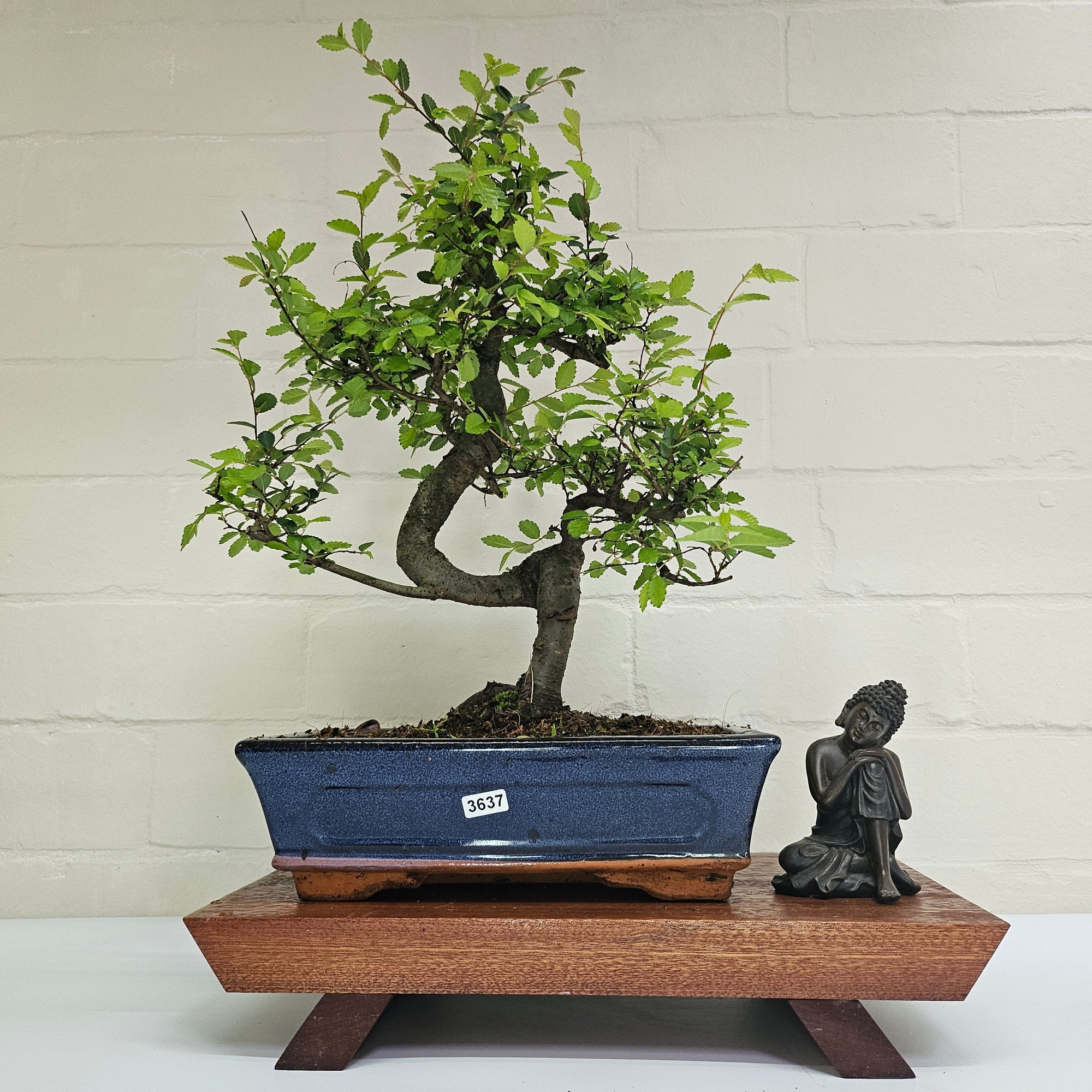 Chinese Elm (Ulmus Parvifolia) Bonsai Tree | Shaped | In 25cm Pot  | S251971