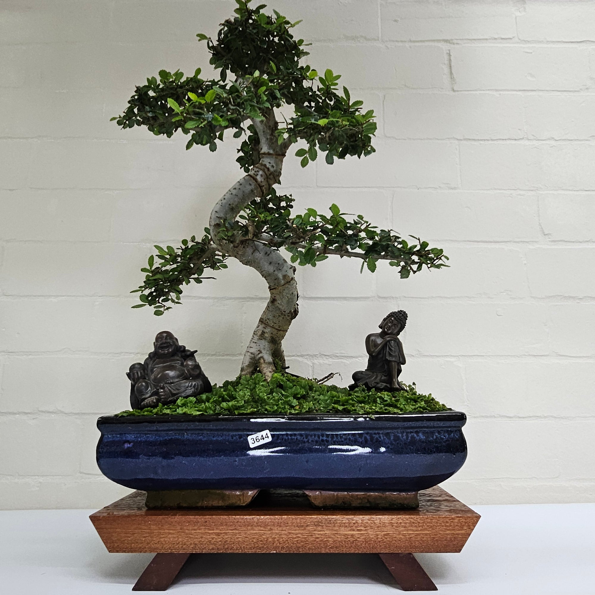 Large Chinese Elm (Ulmus Parvifolia) Bonsai Tree | Shaped | In 35cm Pot  | S251961