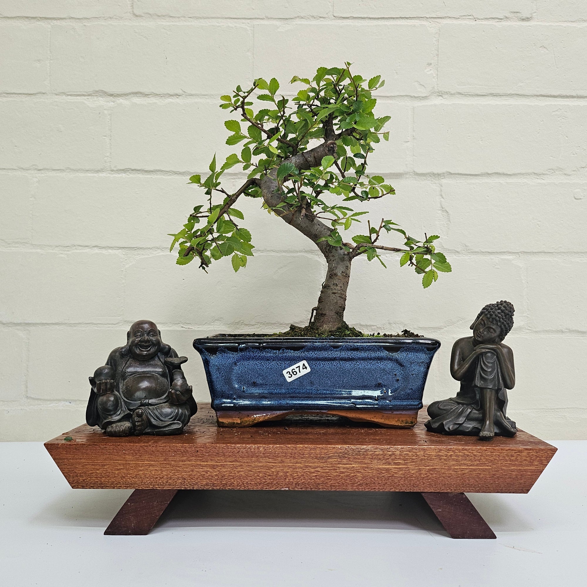 Chinese Elm (Ulmus Parvifolia) Bonsai Tree | Shaped | In 20cm Pot S25882