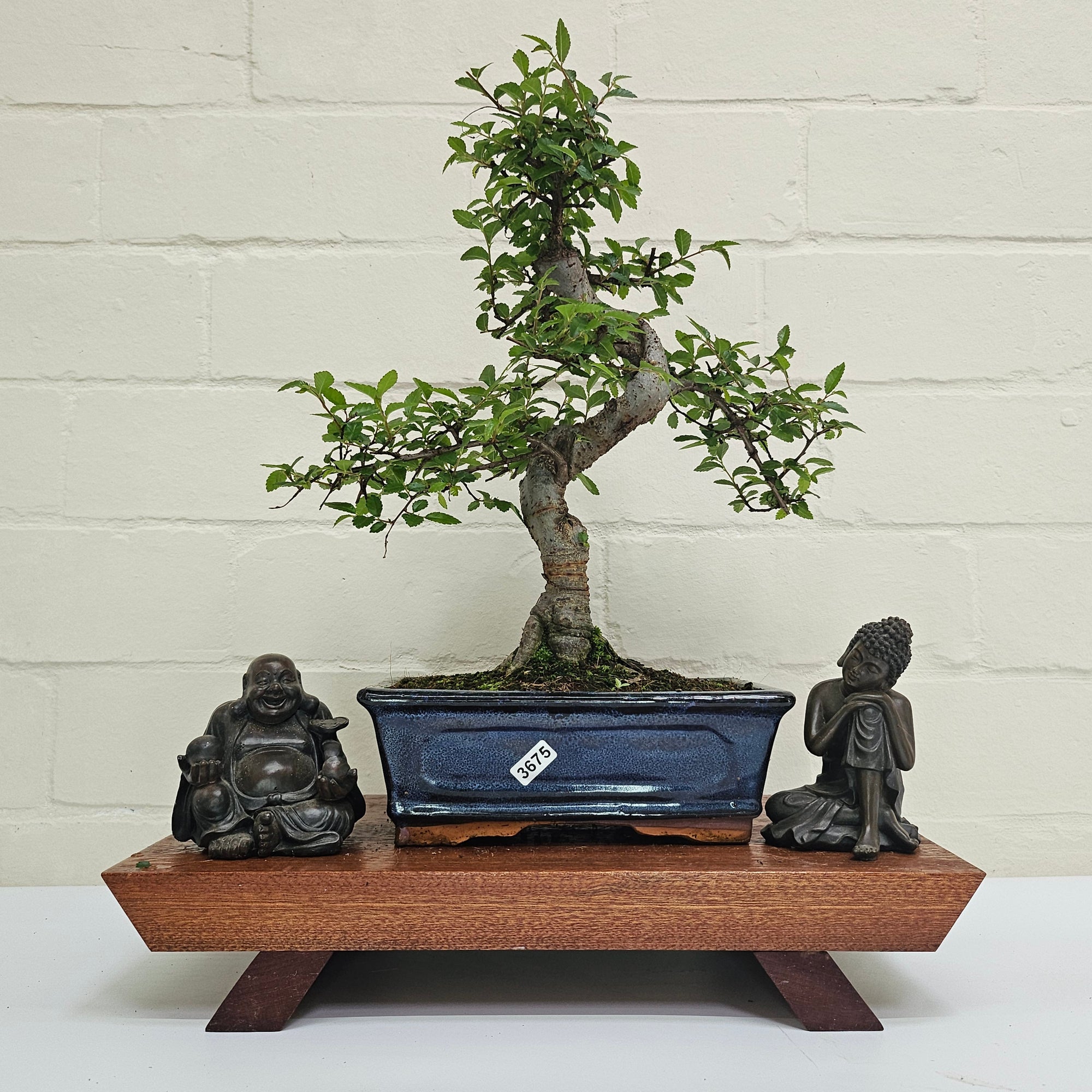 Chinese Elm (Ulmus Parvifolia) Bonsai Tree | Shaped | In 20cm Pot S25882
