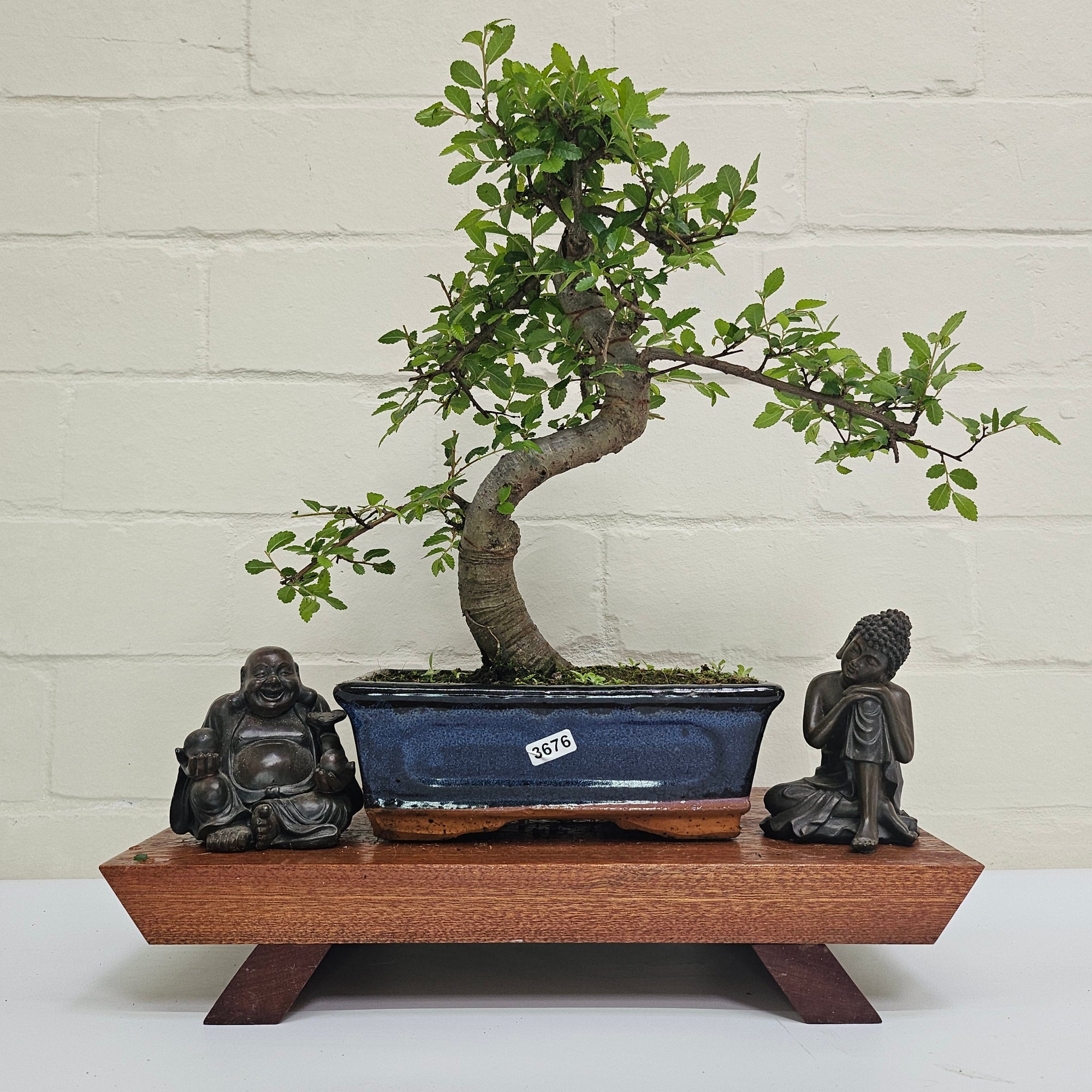 Chinese Elm (Ulmus Parvifolia) Bonsai Tree | Shaped | In 20cm Pot S25882