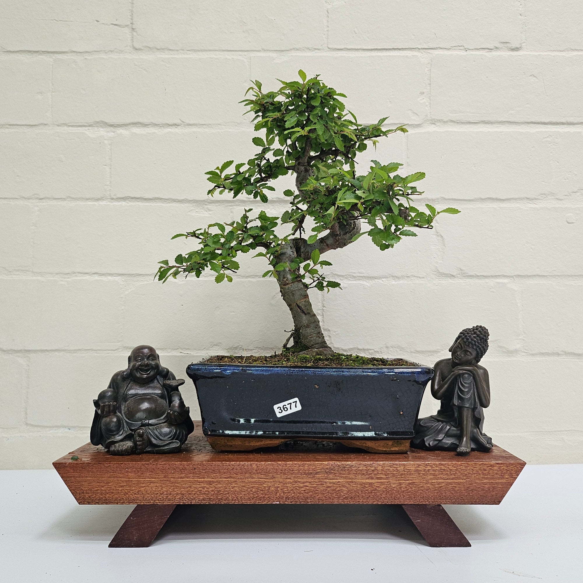Chinese Elm (Ulmus Parvifolia) Bonsai Tree | Shaped | In 20cm Pot S25882