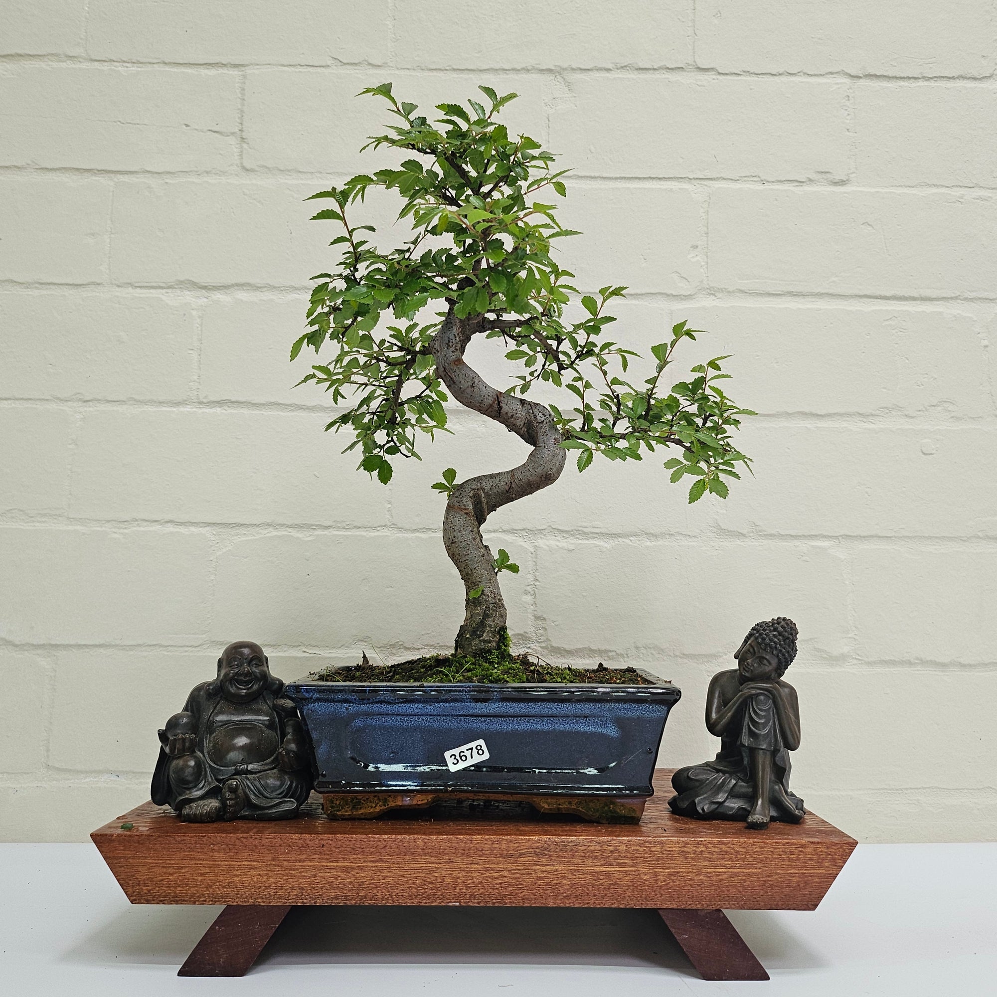 Chinese Elm (Ulmus Parvifolia) Bonsai Tree | Shaped | In 20cm Pot S25882