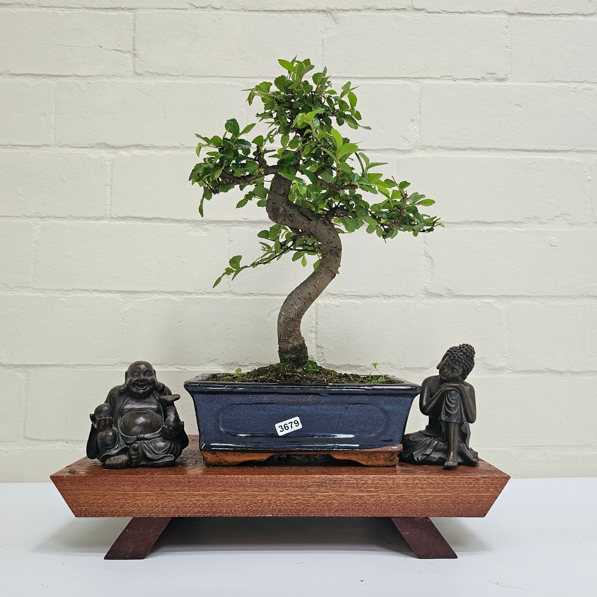 Chinese Elm (Ulmus Parvifolia) Bonsai Tree | Shaped | In 20cm Pot S25882