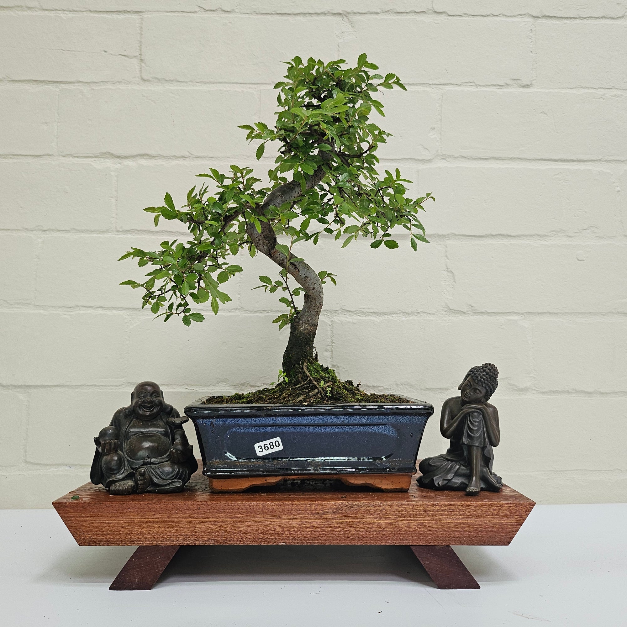 Chinese Elm (Ulmus Parvifolia) Bonsai Tree | Shaped | In 20cm Pot S25882