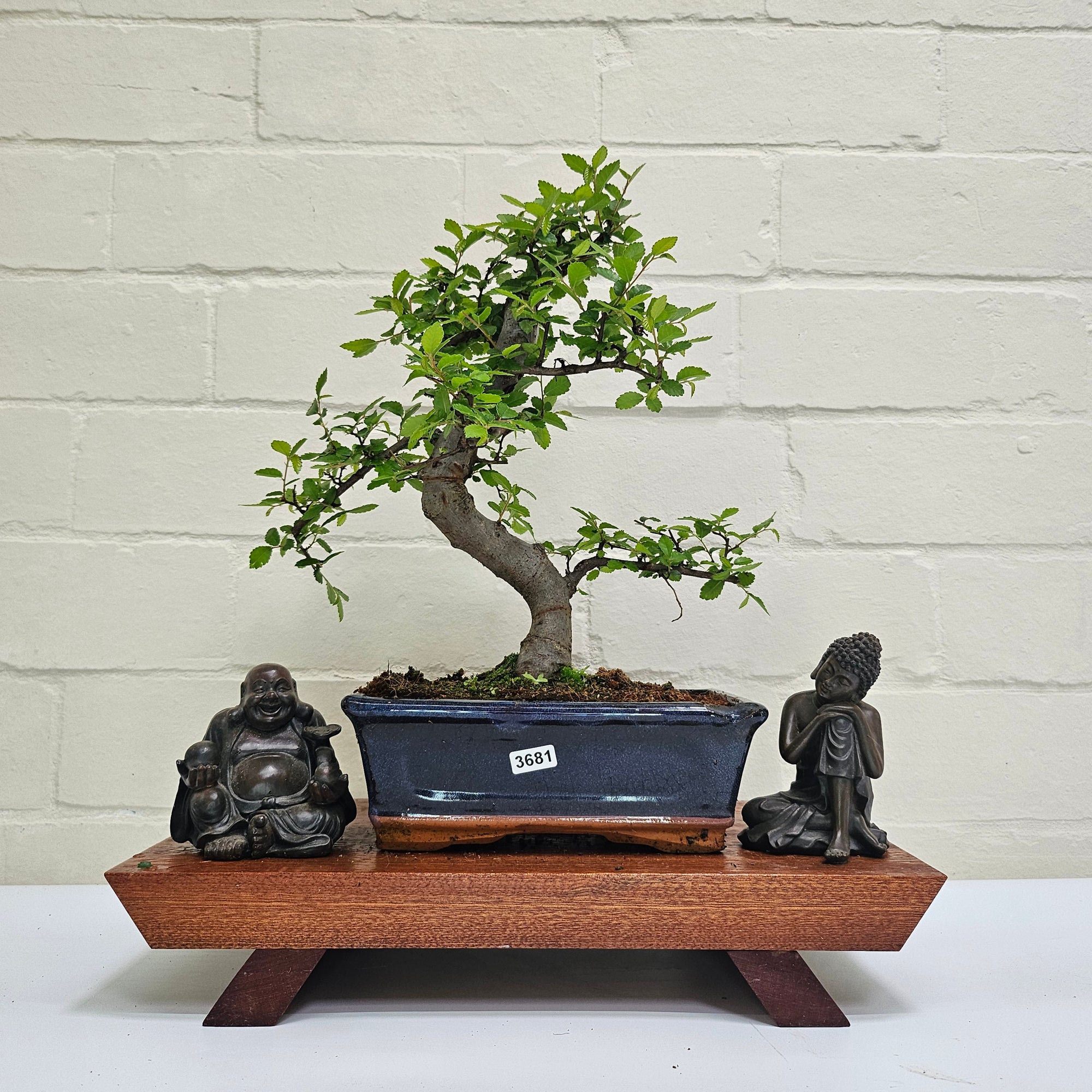 Chinese Elm (Ulmus Parvifolia) Bonsai Tree | Shaped | In 20cm Pot S25882