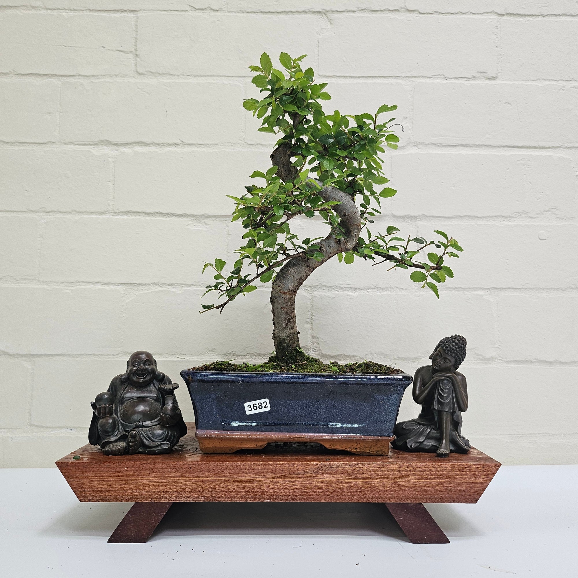 Chinese Elm (Ulmus Parvifolia) Bonsai Tree | Shaped | In 20cm Pot S25882