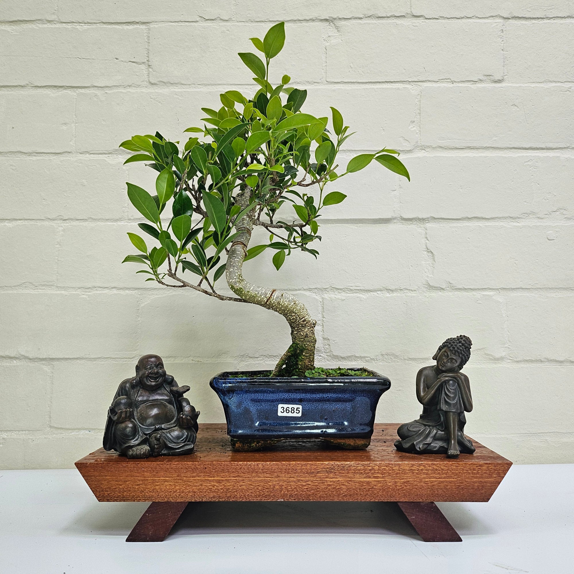 Ficus Microcarpa (Banyan Fig) Indoor Bonsai Tree | Shaped | In 15cm Pot  S25884