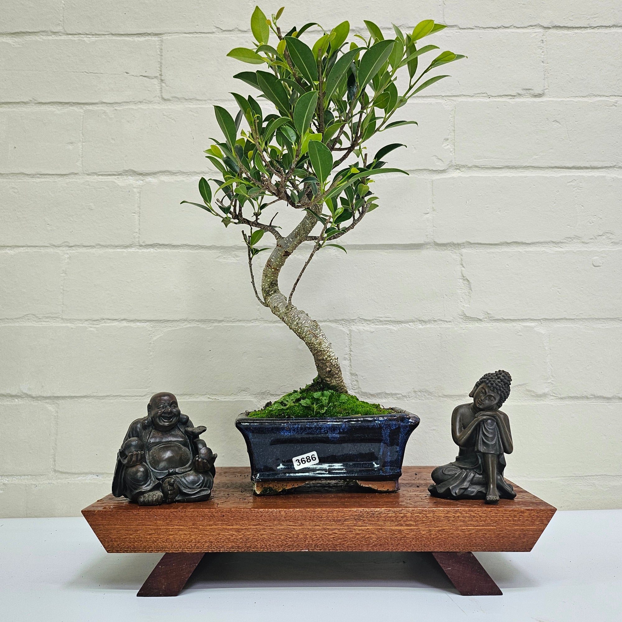 Ficus Microcarpa (Banyan Fig) Indoor Bonsai Tree | Shaped | In 15cm Pot  S25884