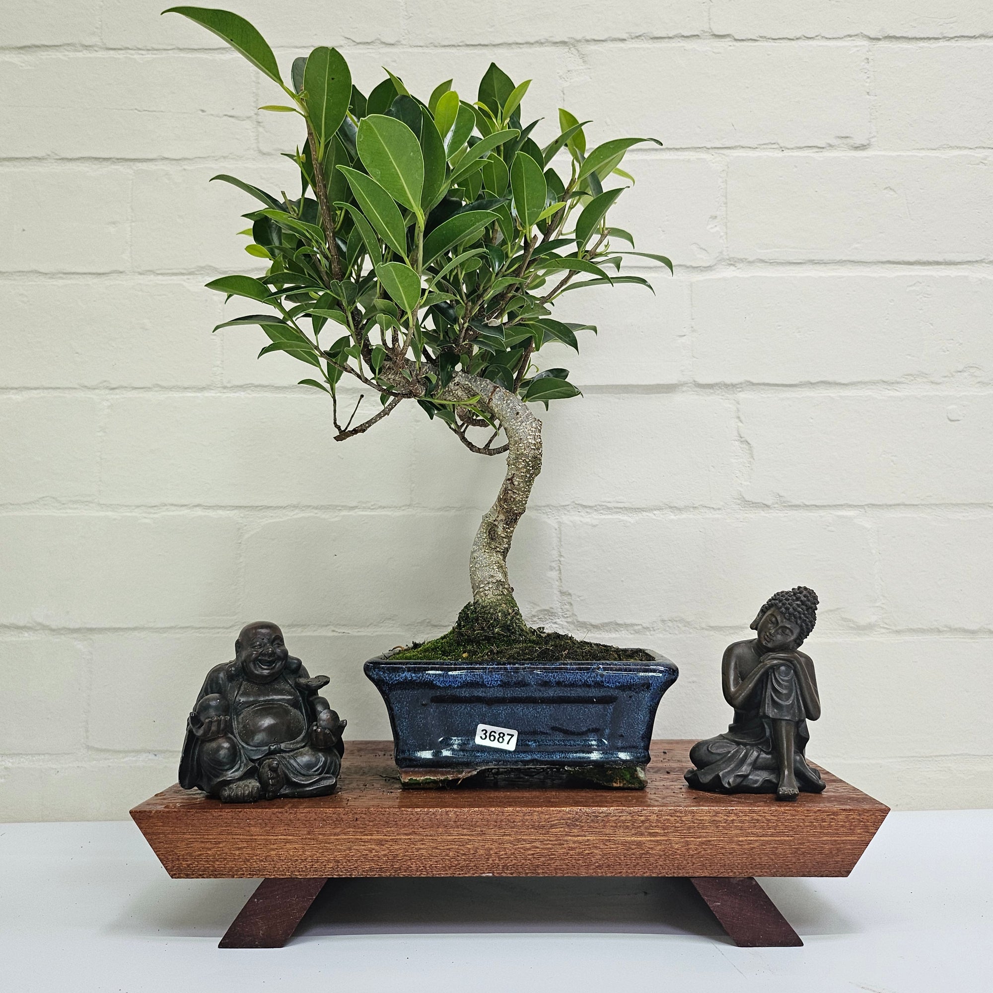 Ficus Microcarpa (Banyan Fig) Indoor Bonsai Tree | Shaped | In 15cm Pot  S25884
