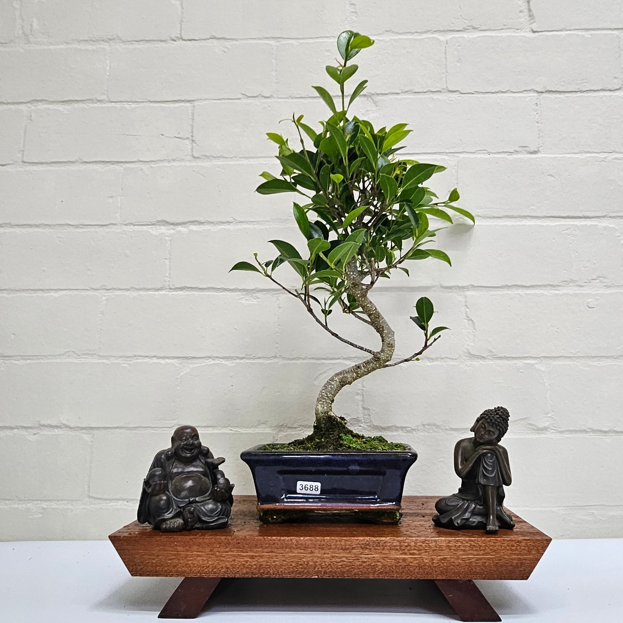 Ficus Microcarpa (Banyan Fig) Indoor Bonsai Tree | Shaped | In 15cm Pot  S25884
