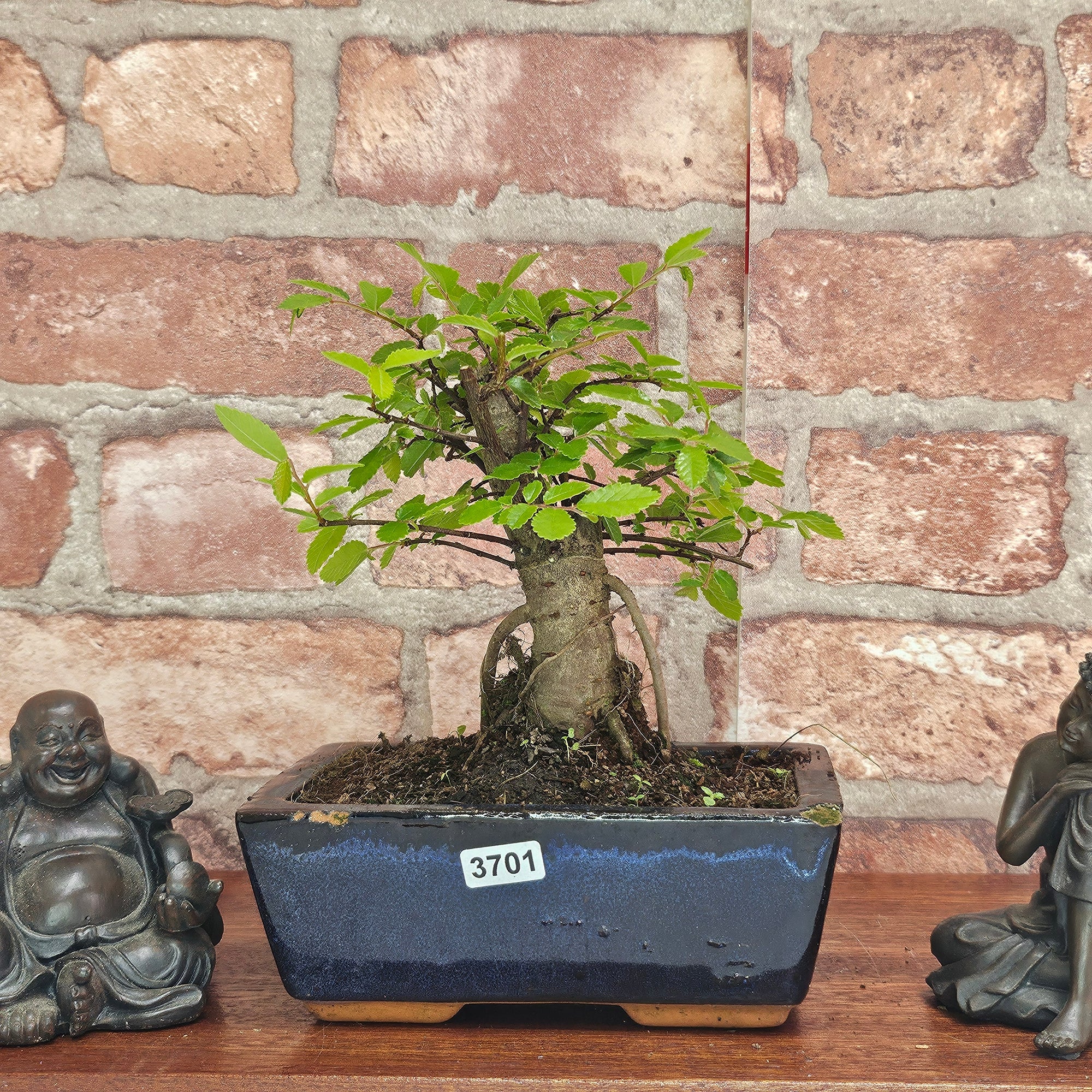 Chinese Elm (Ulmus Parvifolia) Bonsai Tree | Broom | In 15cm Pot  | S251976