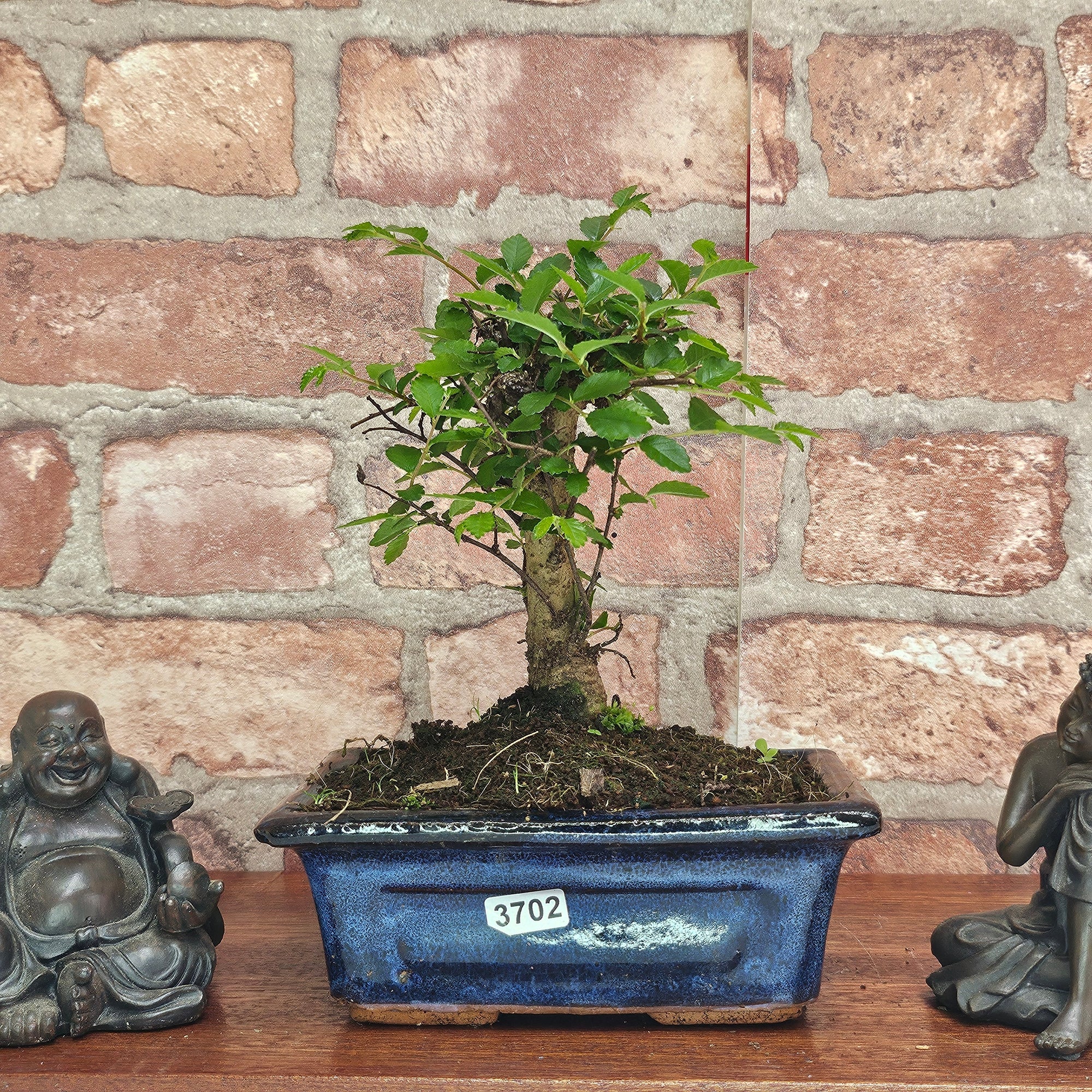 Chinese Elm (Ulmus Parvifolia) Bonsai Tree | Broom | In 15cm Pot  | S251976