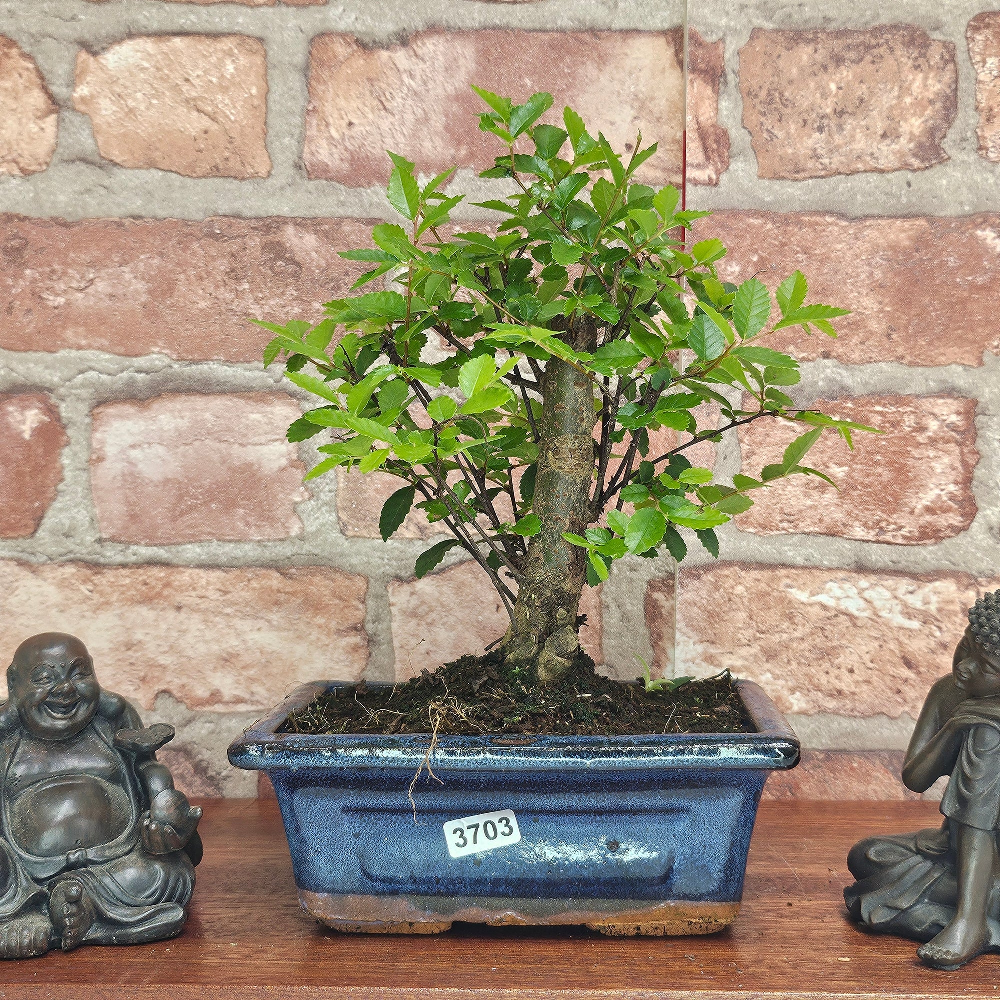Chinese Elm (Ulmus Parvifolia) Bonsai Tree | Broom | In 15cm Pot  | S251976