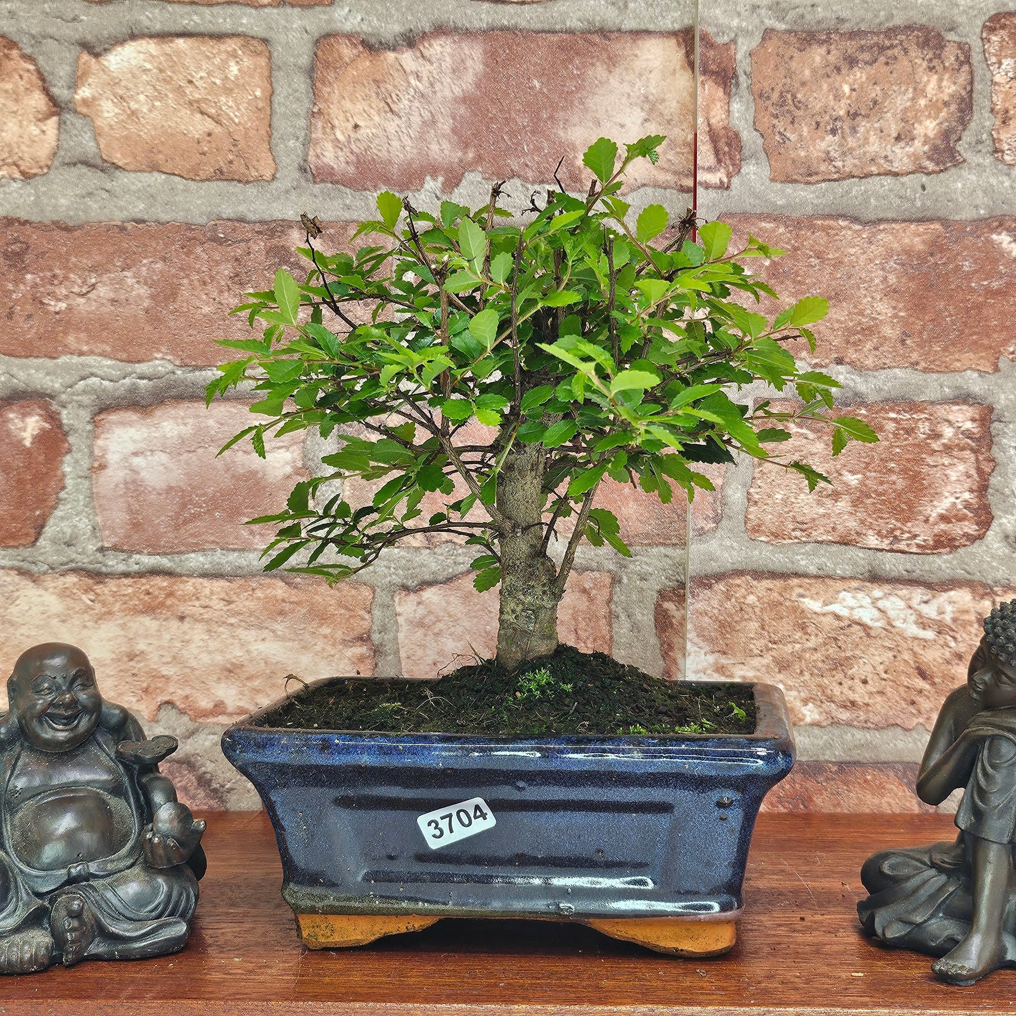 Chinese Elm (Ulmus Parvifolia) Bonsai Tree | Broom | In 15cm Pot  | S251976