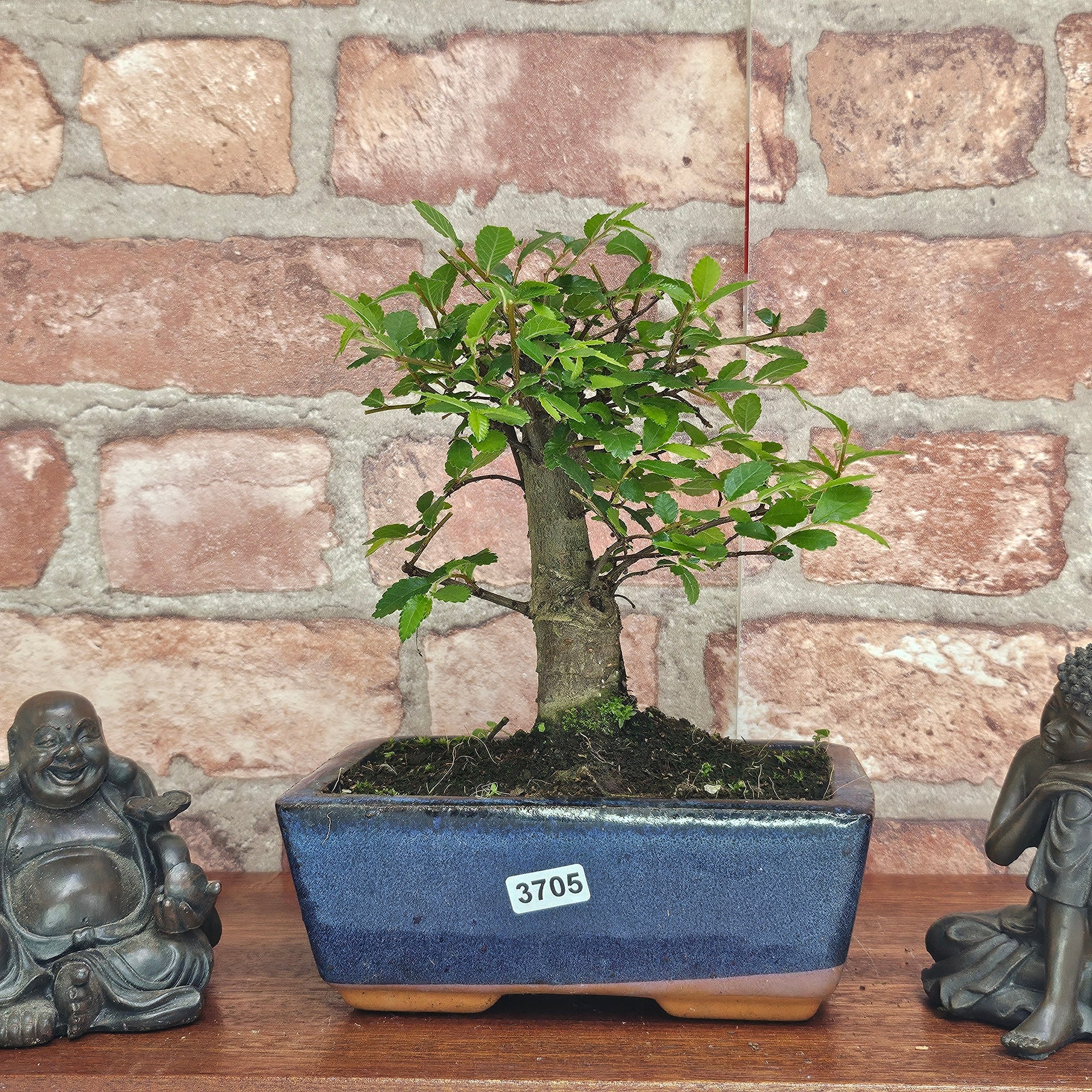 Chinese Elm (Ulmus Parvifolia) Bonsai Tree | Broom | In 15cm Pot  | S251976