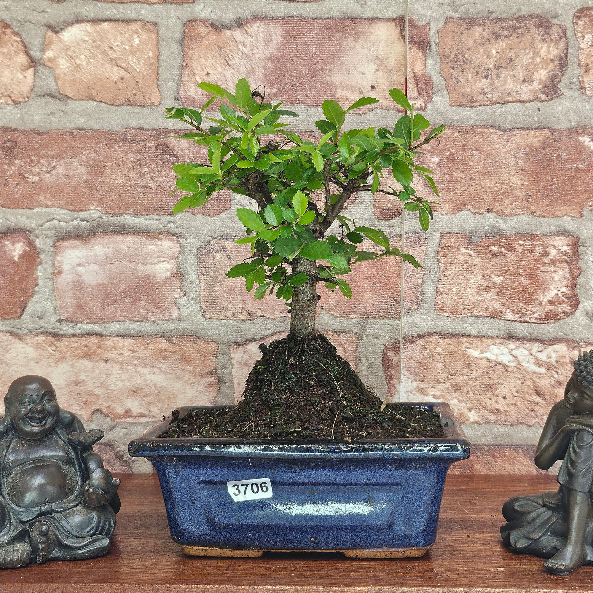 Chinese Elm (Ulmus Parvifolia) Bonsai Tree | Broom | In 15cm Pot  | S251976