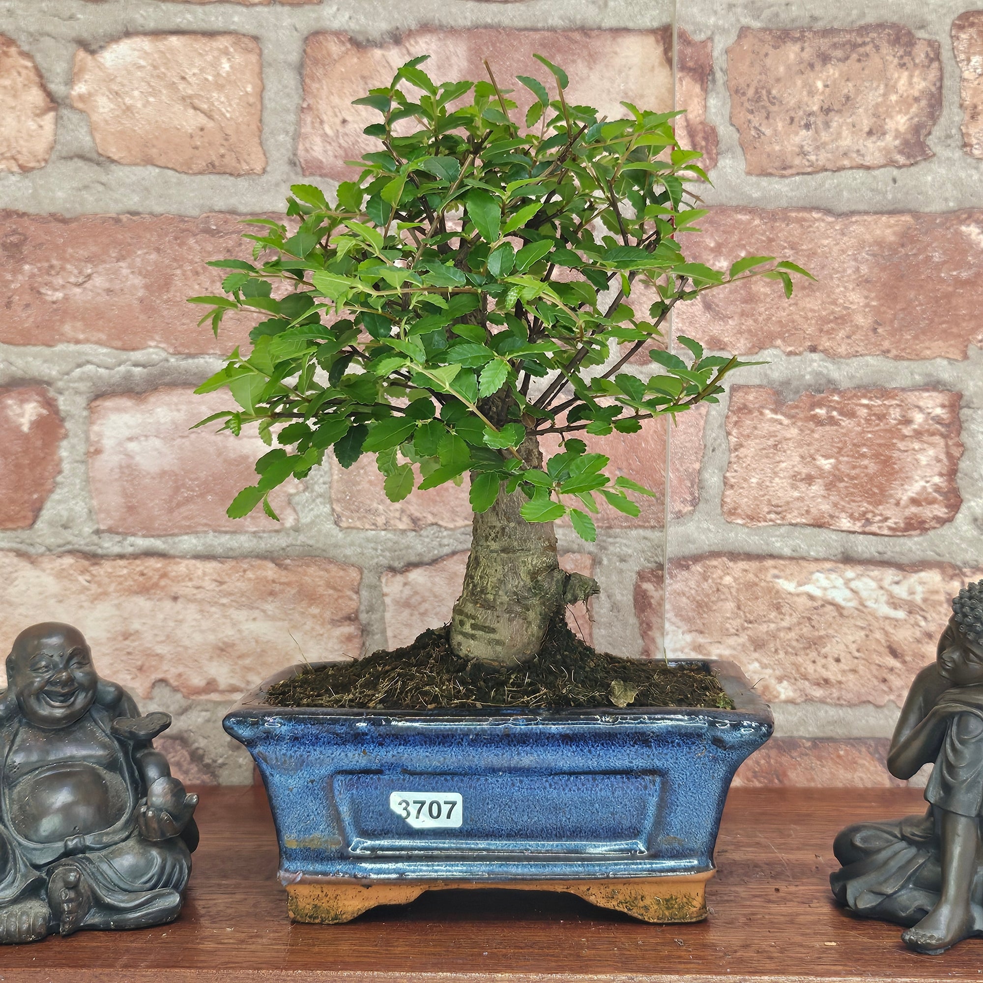 Chinese Elm (Ulmus Parvifolia) Bonsai Tree | Broom | In 15cm Pot  | S251976