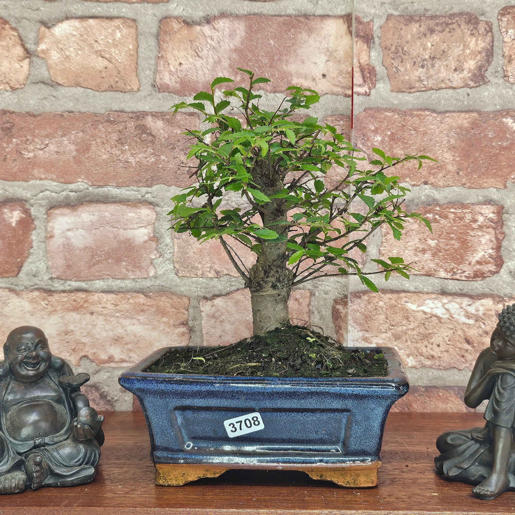 Chinese Elm (Ulmus Parvifolia) Bonsai Tree | Broom | In 15cm Pot  | S251976