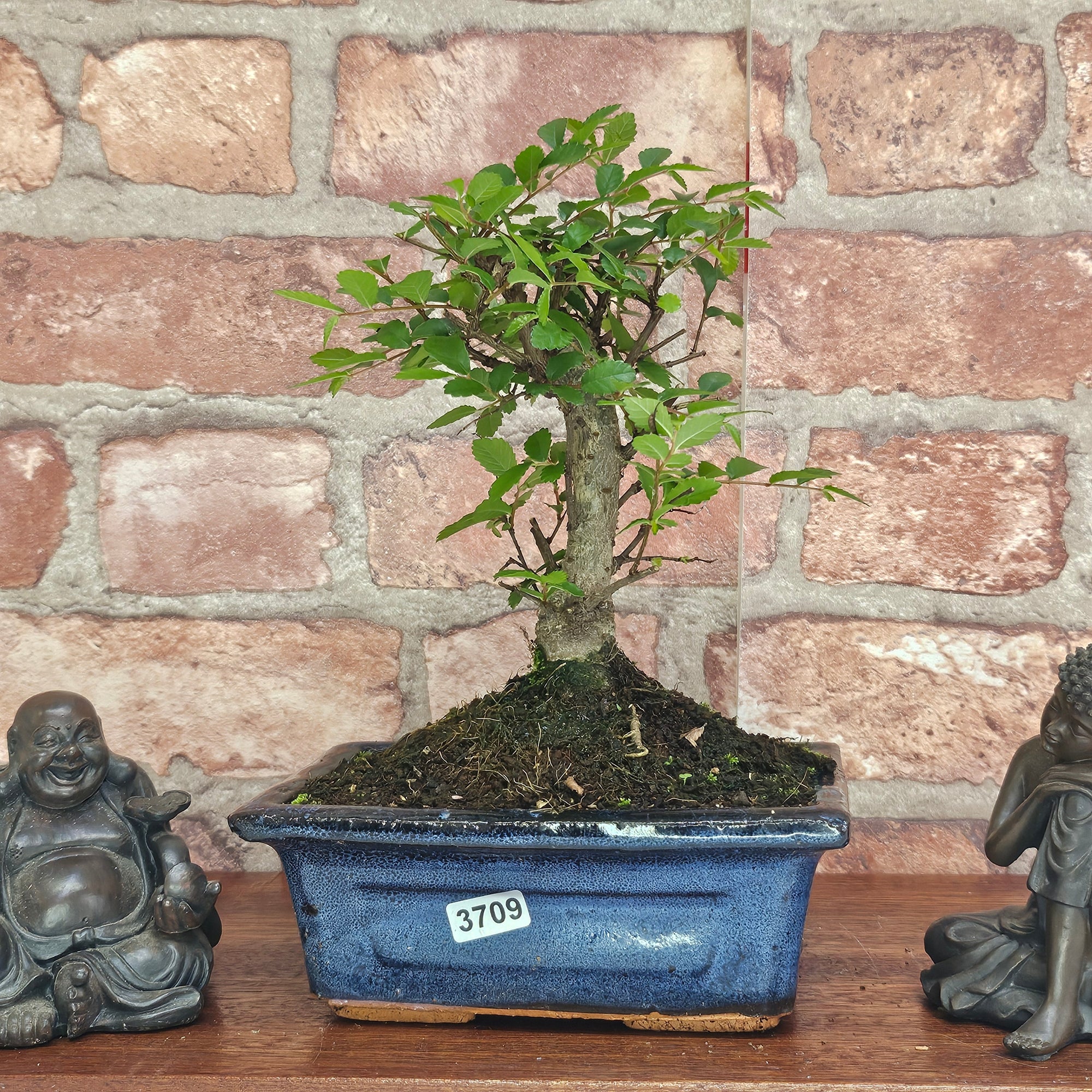 Chinese Elm (Ulmus Parvifolia) Bonsai Tree | Broom | In 15cm Pot  | S251976