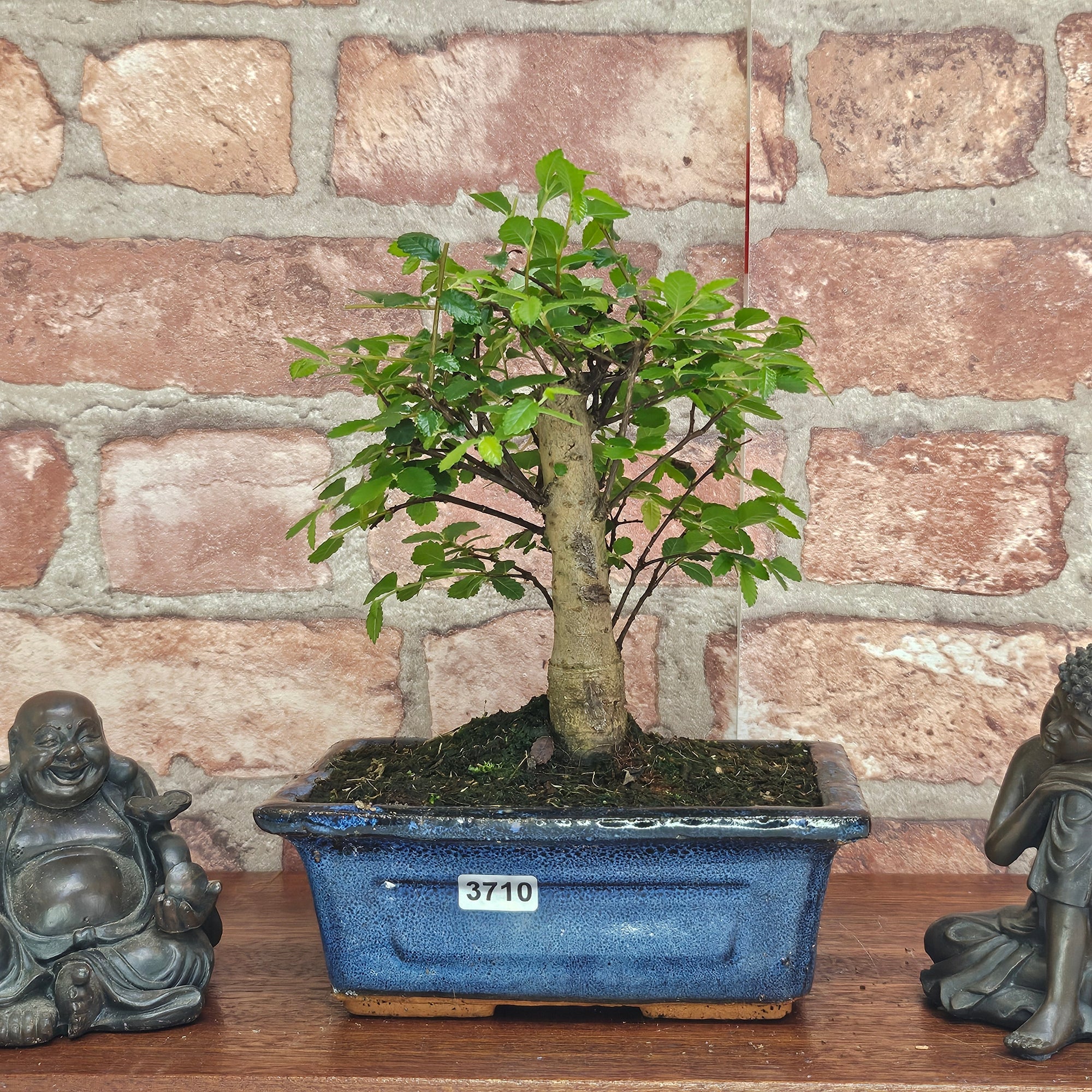 Chinese Elm (Ulmus Parvifolia) Bonsai Tree | Broom | In 15cm Pot  | S251976