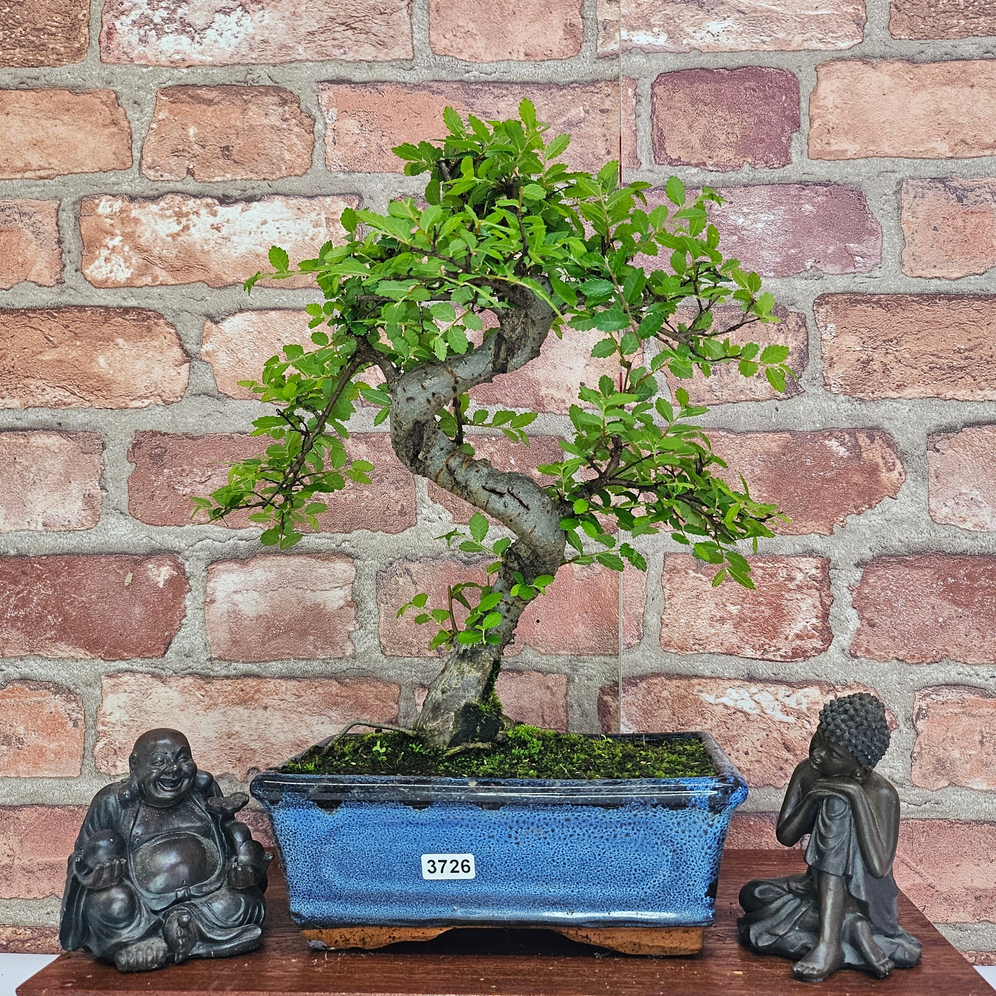 Chinese Elm (Ulmus Parvifolia) Bonsai Tree | Shaped | In 20cm Pot S25882