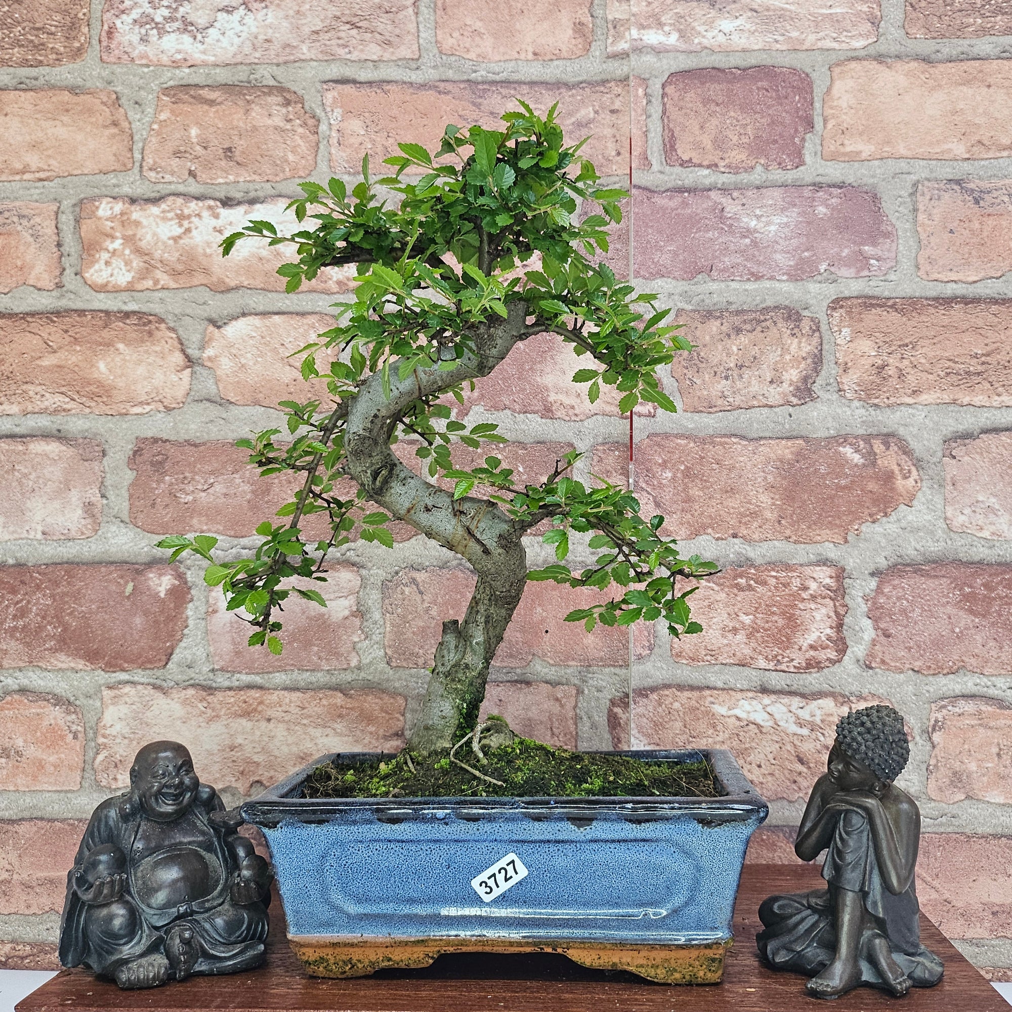 Chinese Elm (Ulmus Parvifolia) Bonsai Tree | Shaped | In 20cm Pot S25882