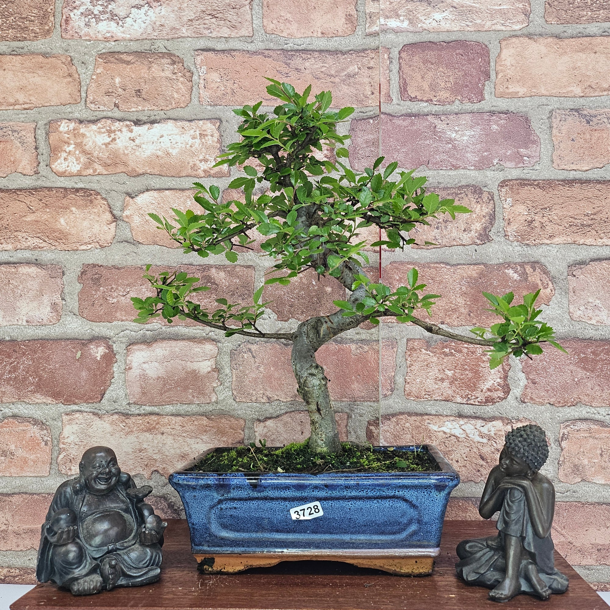 Chinese Elm (Ulmus Parvifolia) Bonsai Tree | Shaped | In 20cm Pot S25882