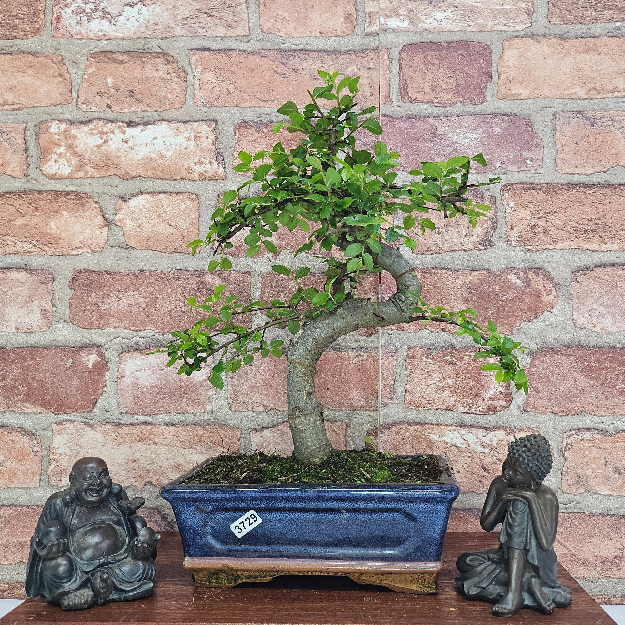 Chinese Elm (Ulmus Parvifolia) Bonsai Tree | Shaped | In 20cm Pot S25882
