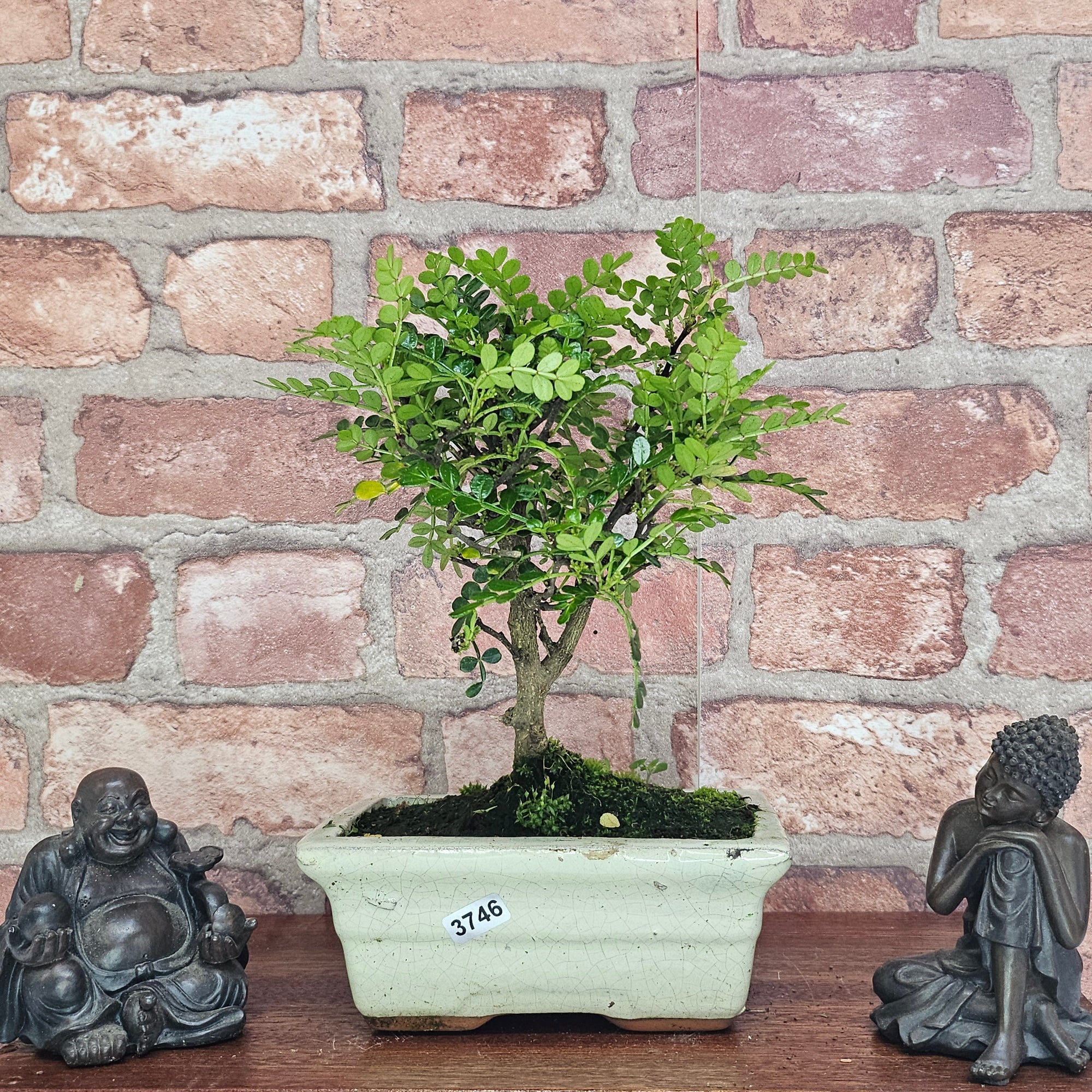 Chinese Pepper (Zanthoxylum Pipertum) Bonsai Tree | Broom | In 15cm Pot  | S251959