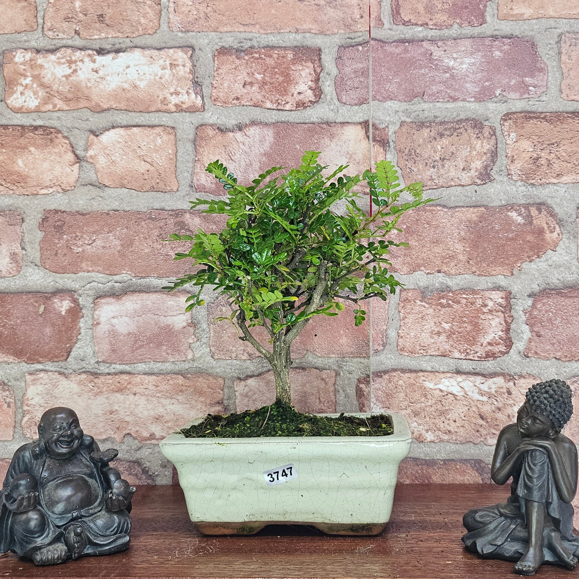 Chinese Pepper (Zanthoxylum Pipertum) Bonsai Tree | Broom | In 15cm Pot  | S251959