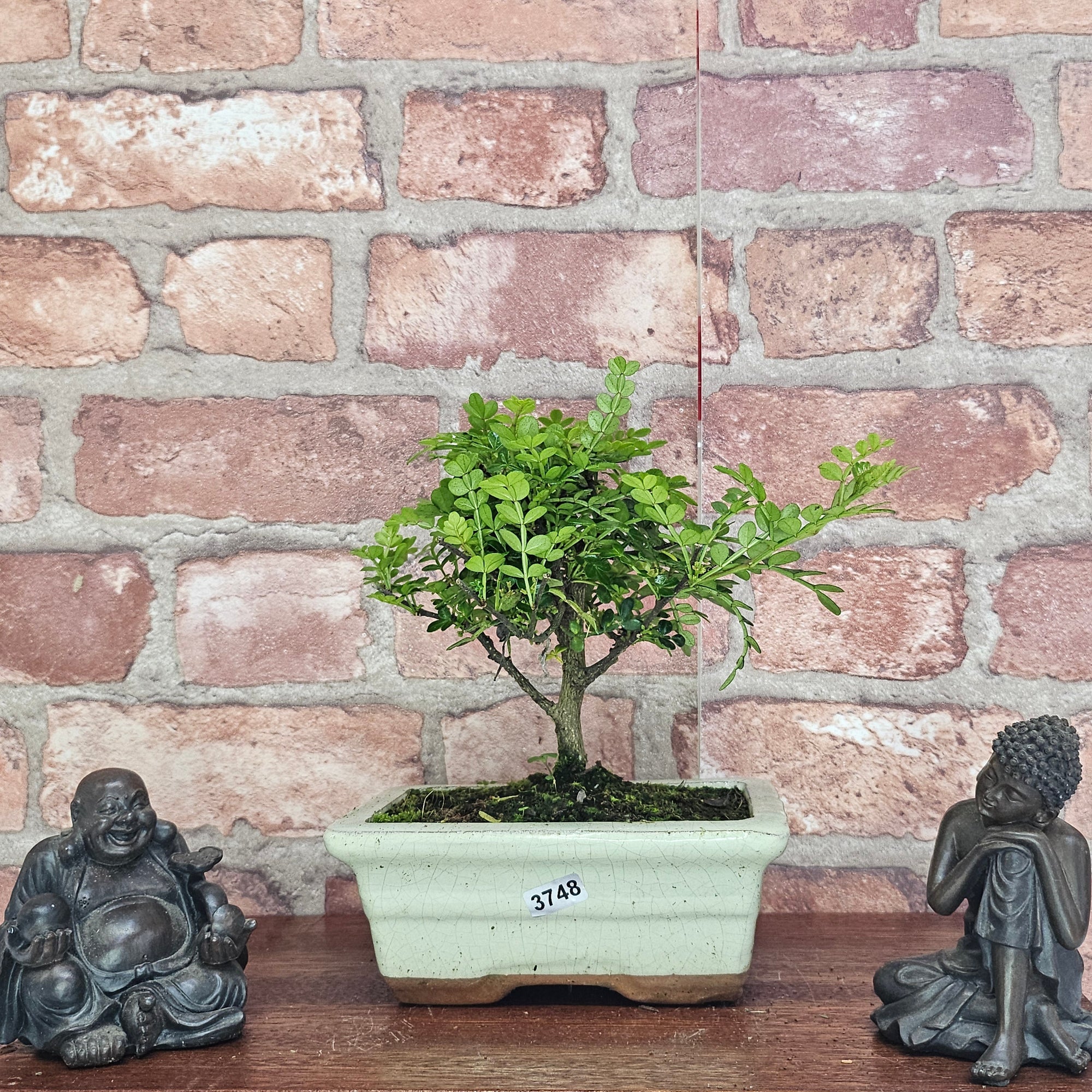 Chinese Pepper (Zanthoxylum Pipertum) Bonsai Tree | Broom | In 15cm Pot  | S251959