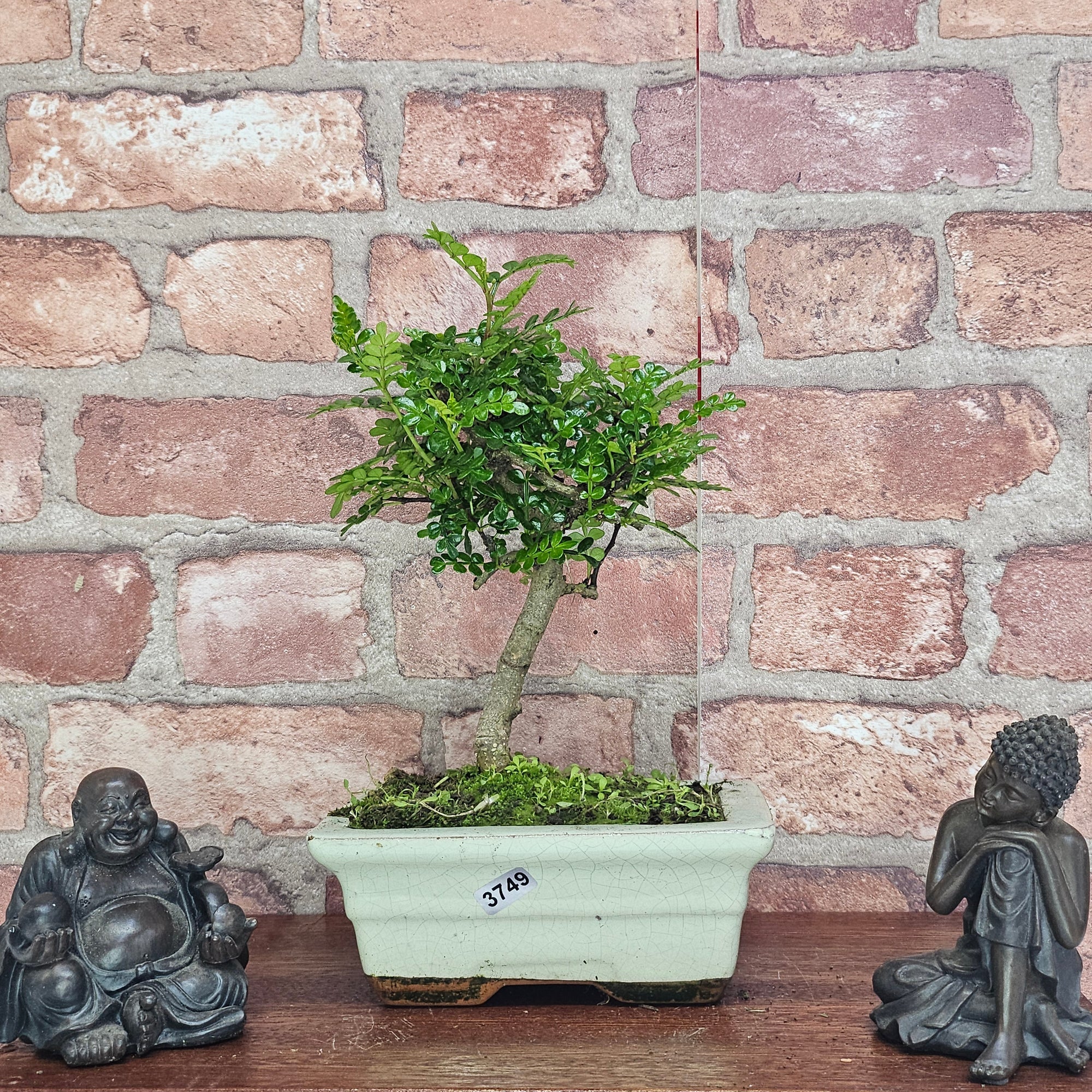 Chinese Pepper (Zanthoxylum Pipertum) Bonsai Tree | Broom | In 15cm Pot  | S251959
