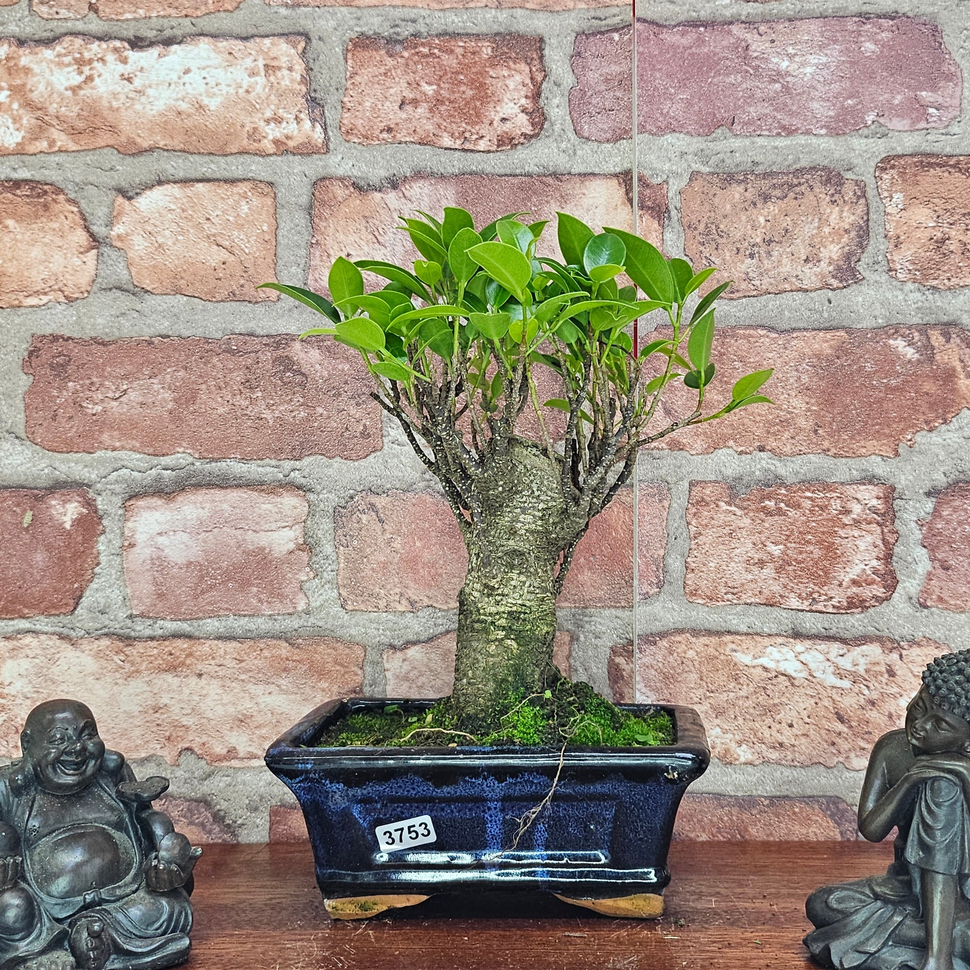 Ficus Microcarpa (Banyan Fig) Indoor Bonsai Tree | Broom | In 15cm Pot  | S251969