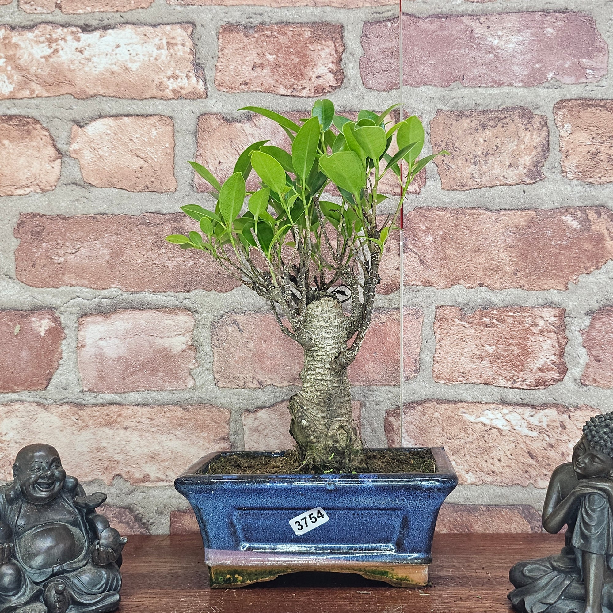 Ficus Microcarpa (Banyan Fig) Indoor Bonsai Tree | Broom | In 15cm Pot  | S251969