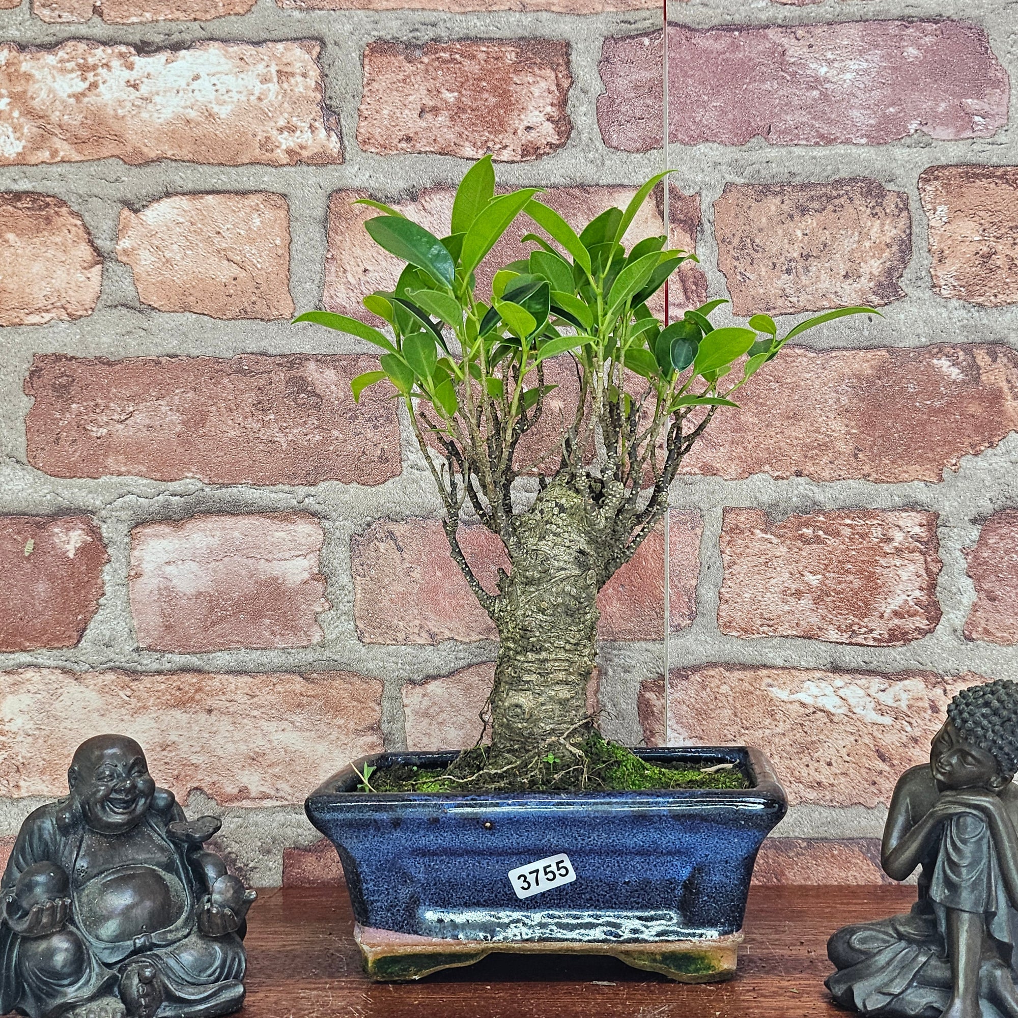 Ficus Microcarpa (Banyan Fig) Indoor Bonsai Tree | Broom | In 15cm Pot  | S251969