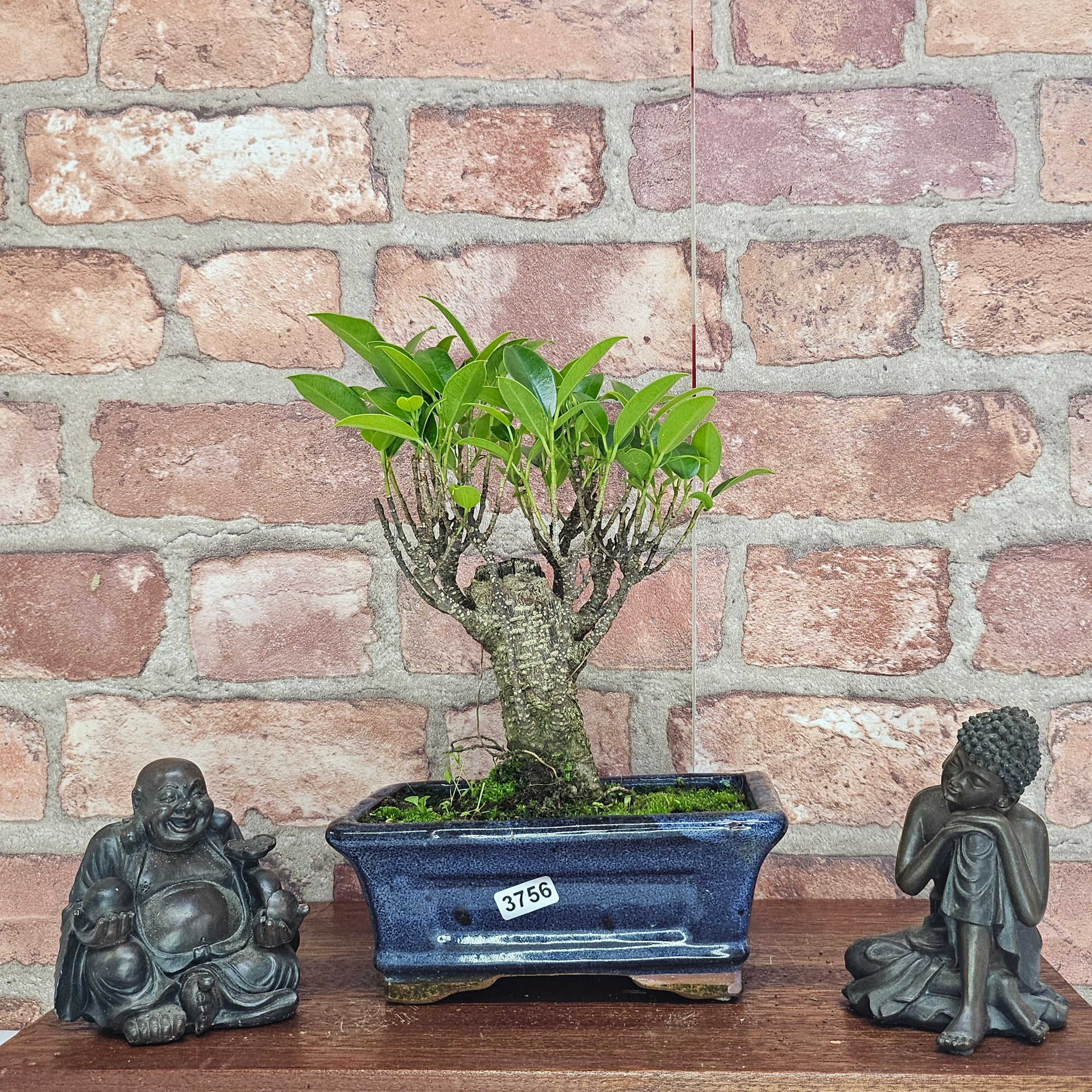 Ficus Microcarpa (Banyan Fig) Indoor Bonsai Tree | Broom | In 15cm Pot  | S251969