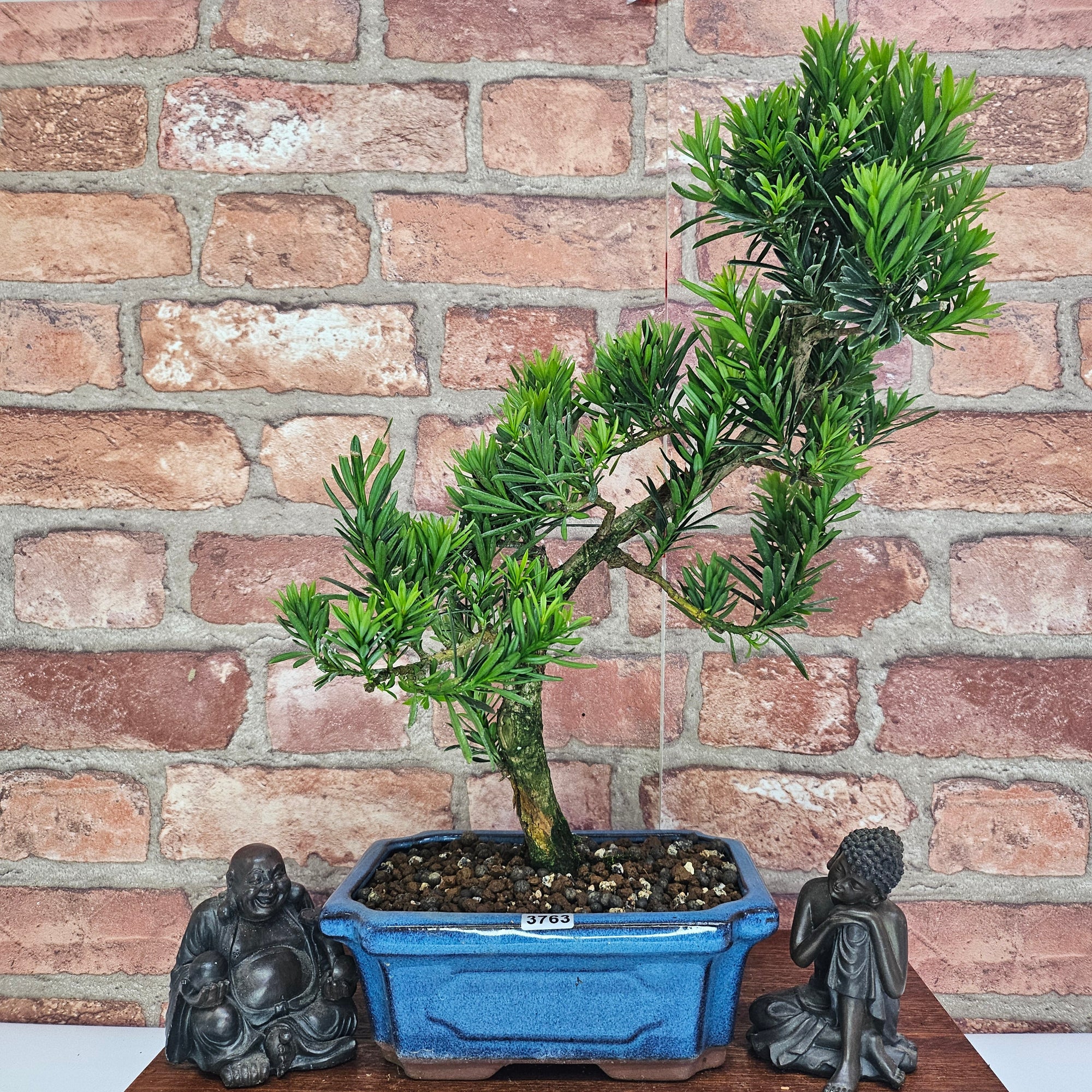 Buddhist Pine (Podocarpus Micro) Bonsai Tree | Shaped | In 20cm Pot  S25883