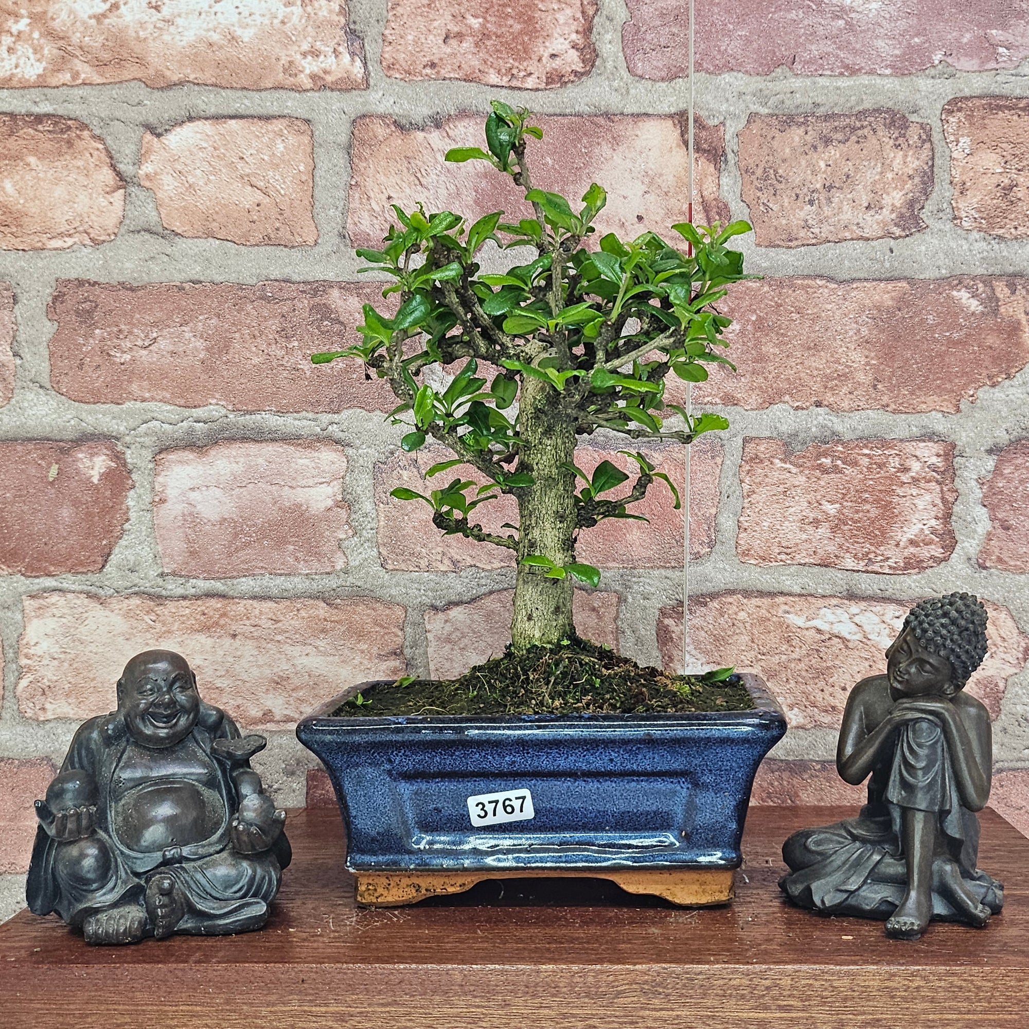 Fukien Tea Tree (Carmona Retusa) Bonsai Tree | Broom | In 15cm Pot  | S251962