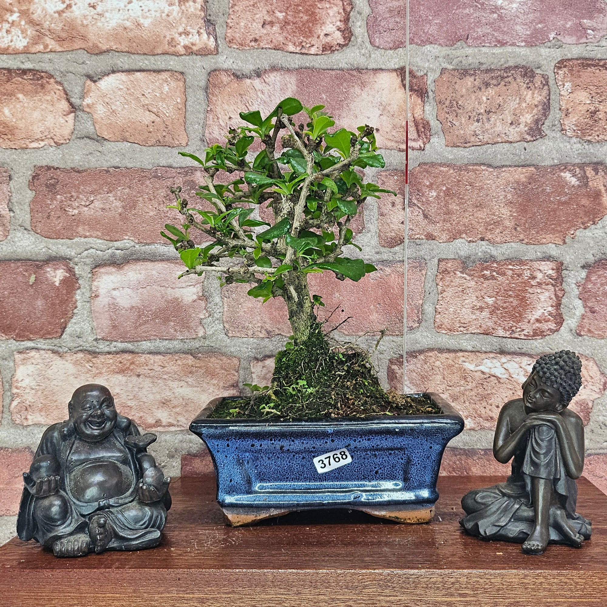 Fukien Tea Tree (Carmona Retusa) Bonsai Tree | Broom | In 15cm Pot  | S251962